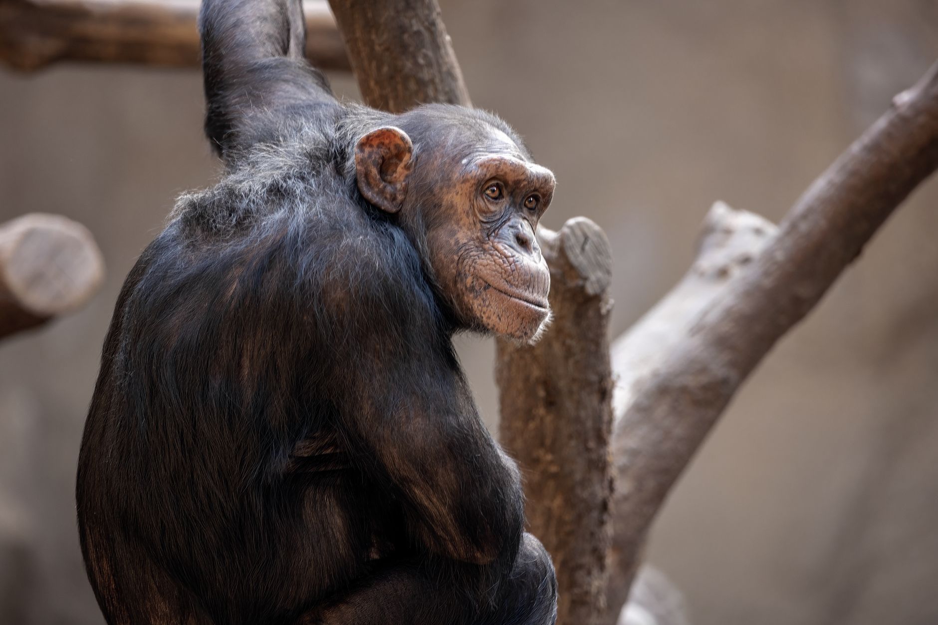 Uno scimpanzé osserva l'ambiente circostante nella foresta