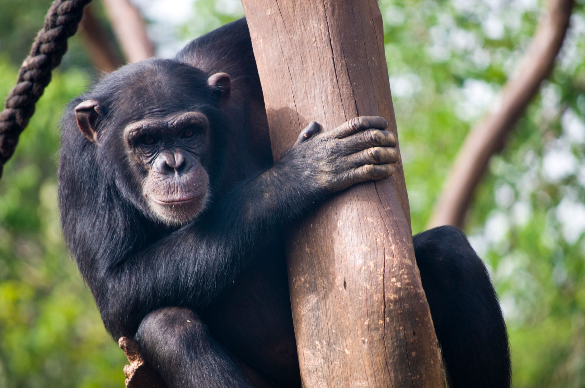 Scimpanzé nella foresta tropicale africana