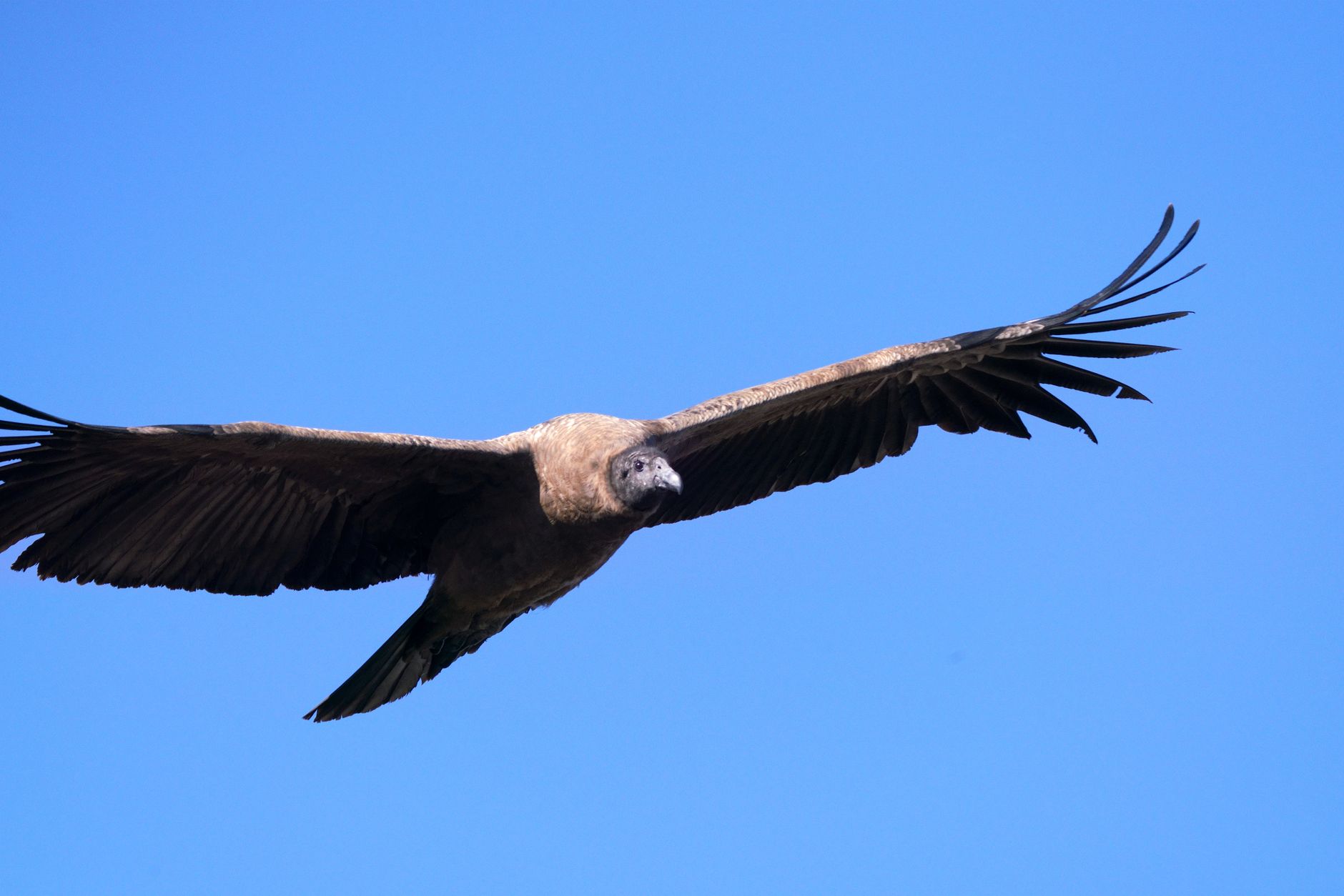 Gipeto in volo con la sua ampia apertura alare sopra le Alpi