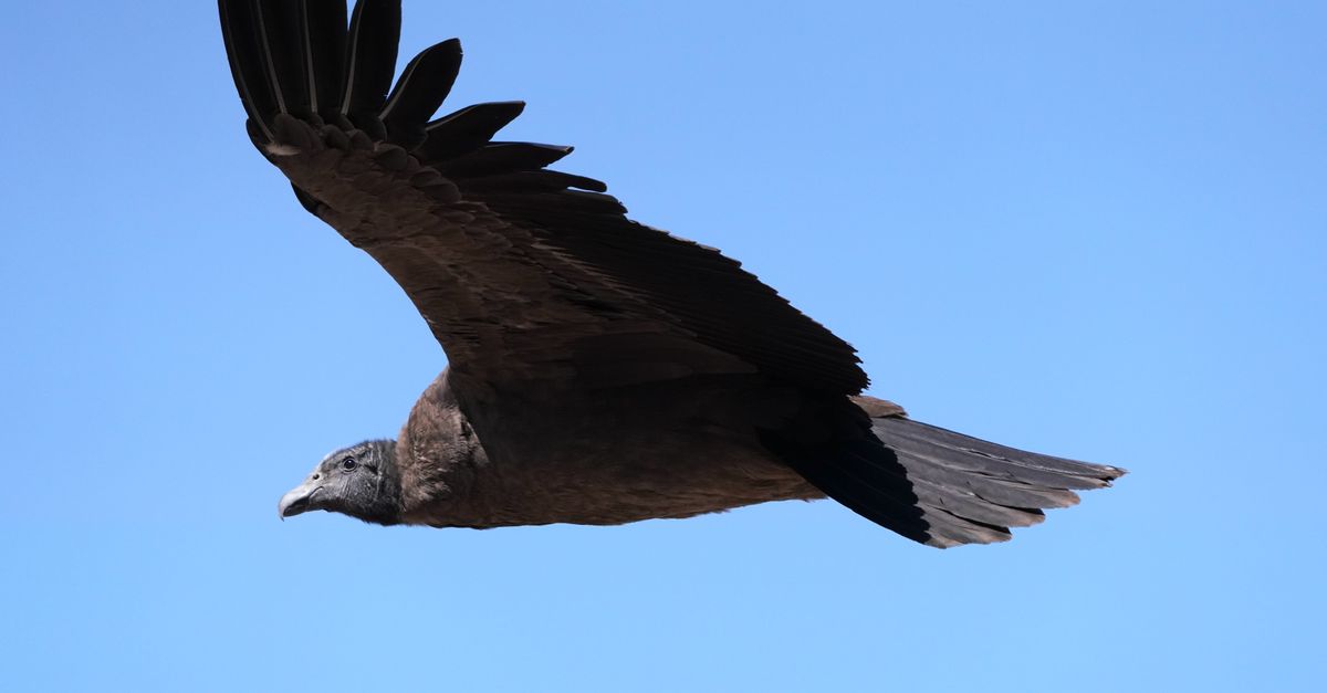 Grande rapace che veleggia sfruttando le correnti ascensionali