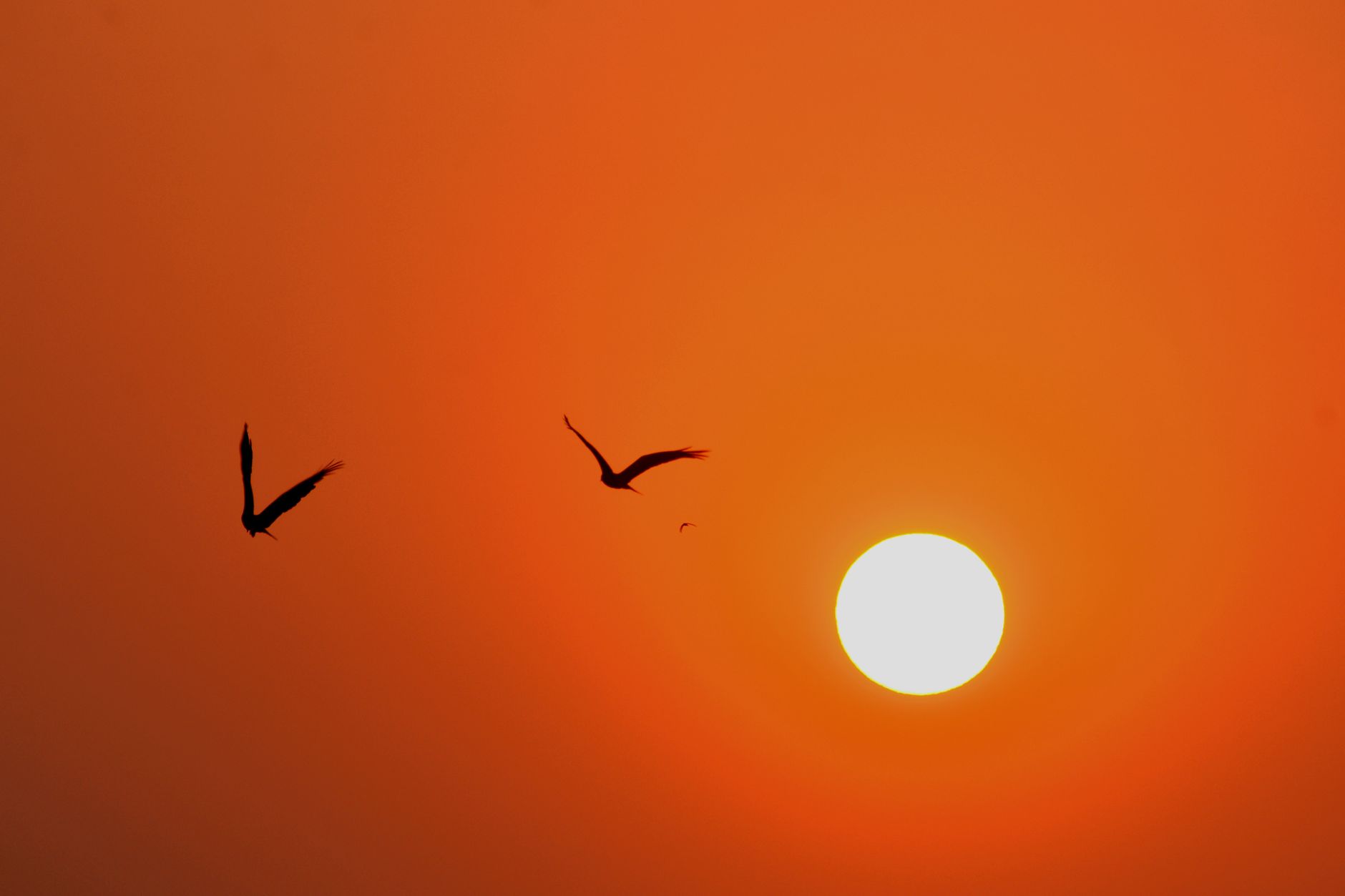 La gökotta invita ad ascoltare il canto degli uccelli all'alba.