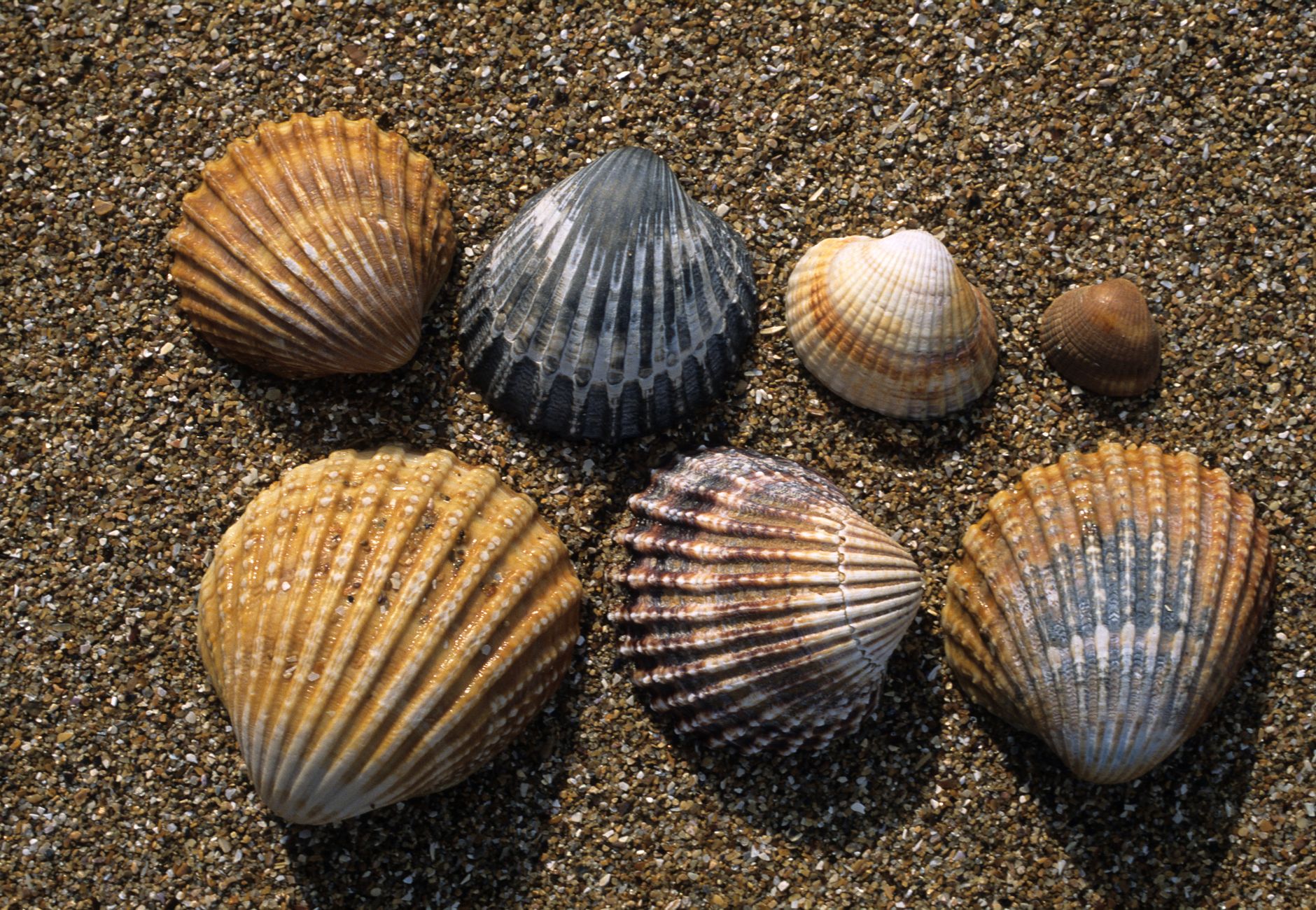 Conchiglie di molluschi sulla sabbia di una spiaggia