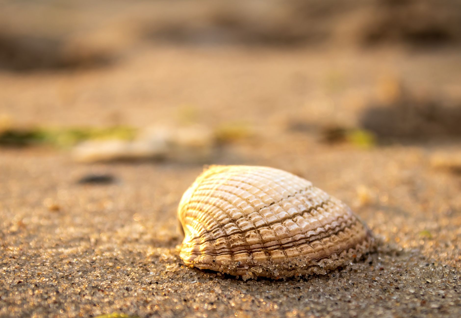 Fossile marino conservato nella roccia