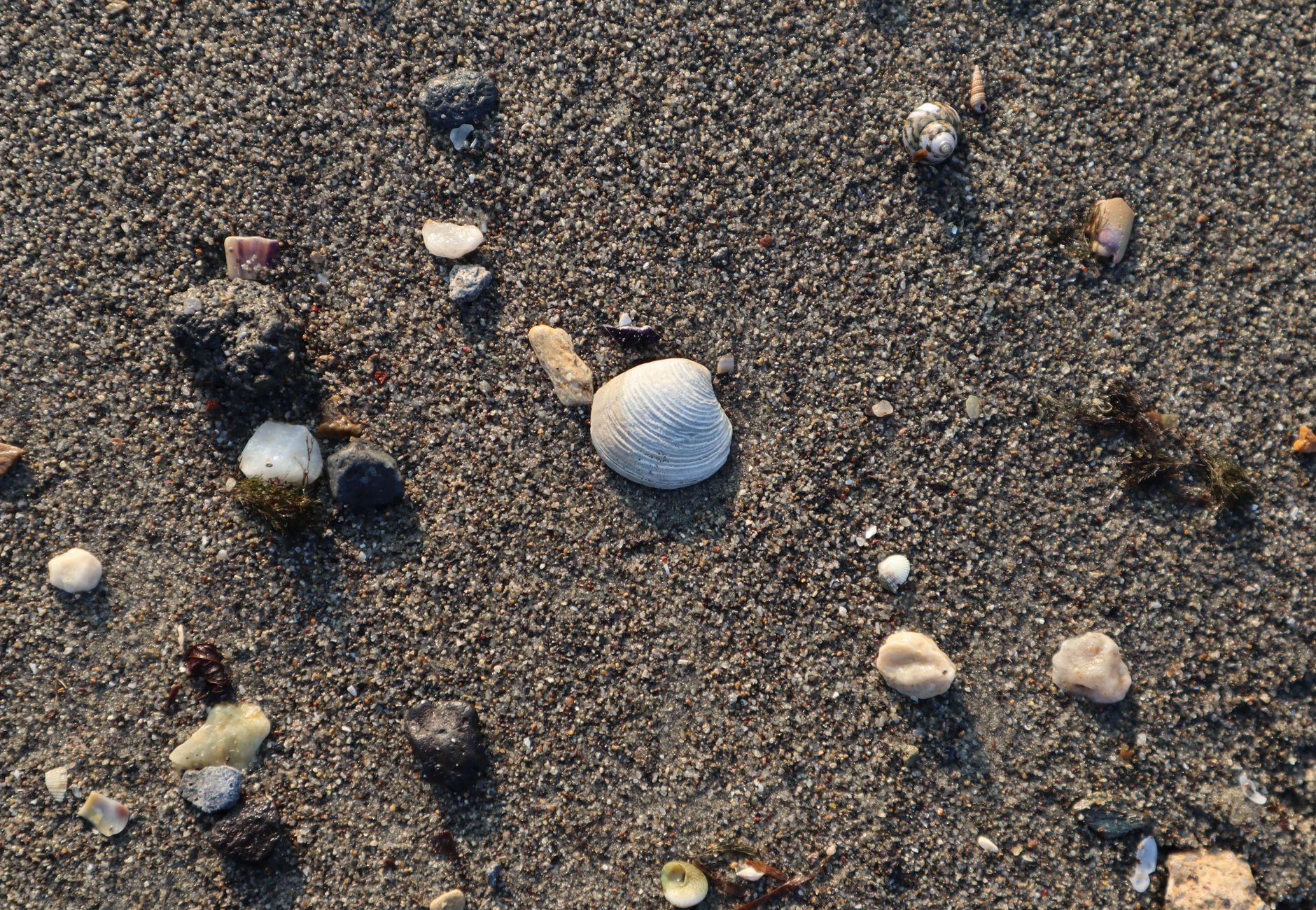 Fondale marino con organismi e sedimenti