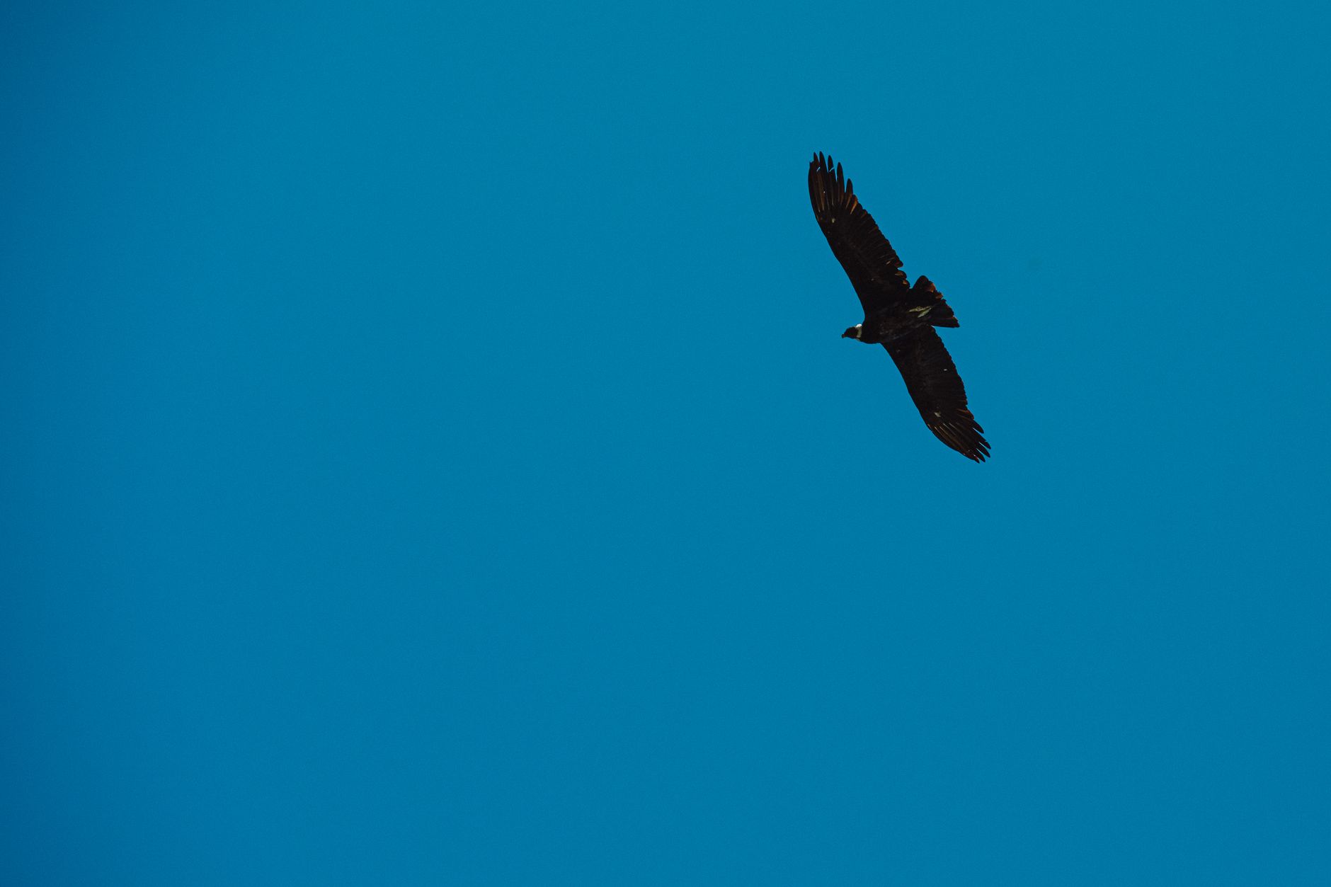 Grande rapace su una parete rocciosa di montagna
