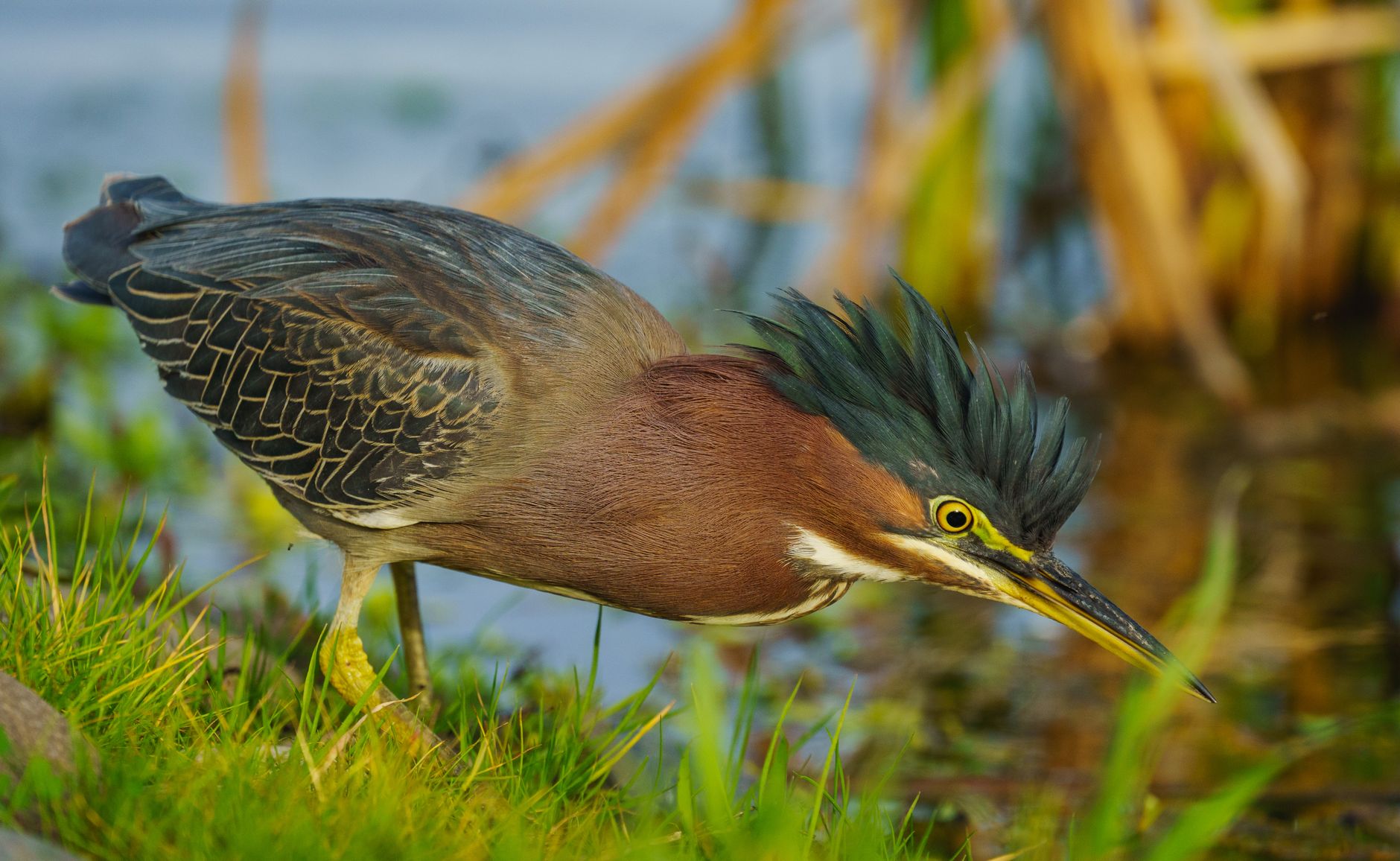 Un uccello tropicale appollaiato tra la vegetazione fluviale