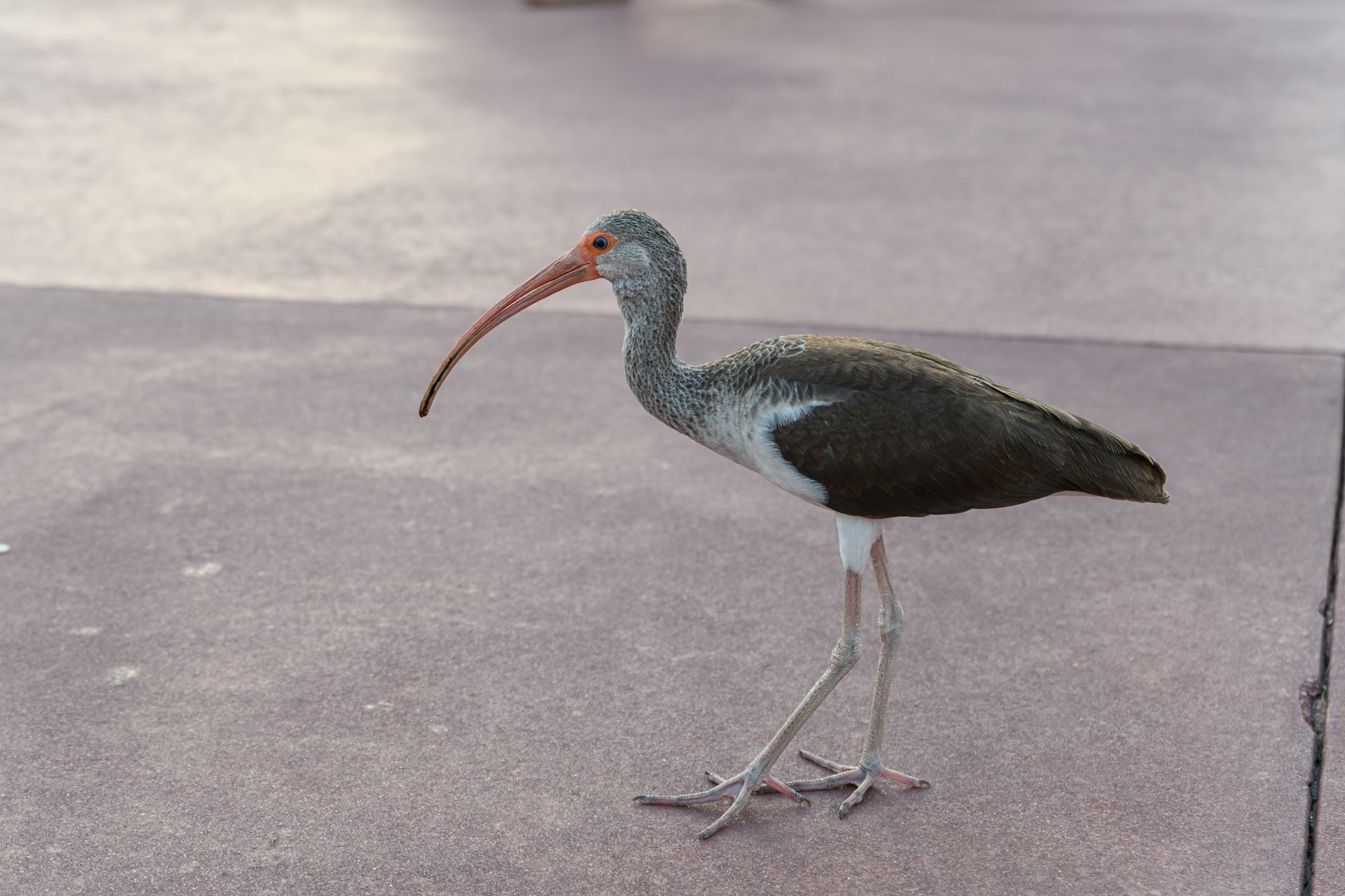 Un ibis dal lungo becco ricurvo, simile all'ibis eremita