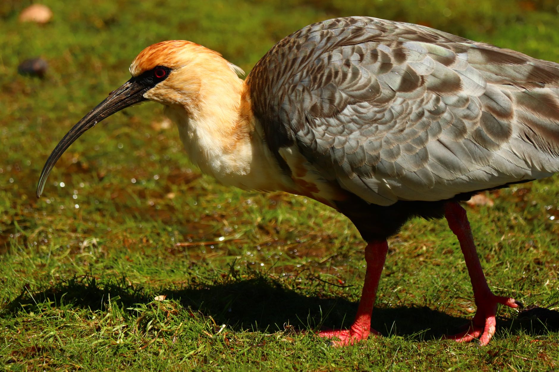 Un uccello in volo nel cielo, come l'ibis eremita durante la migrazione