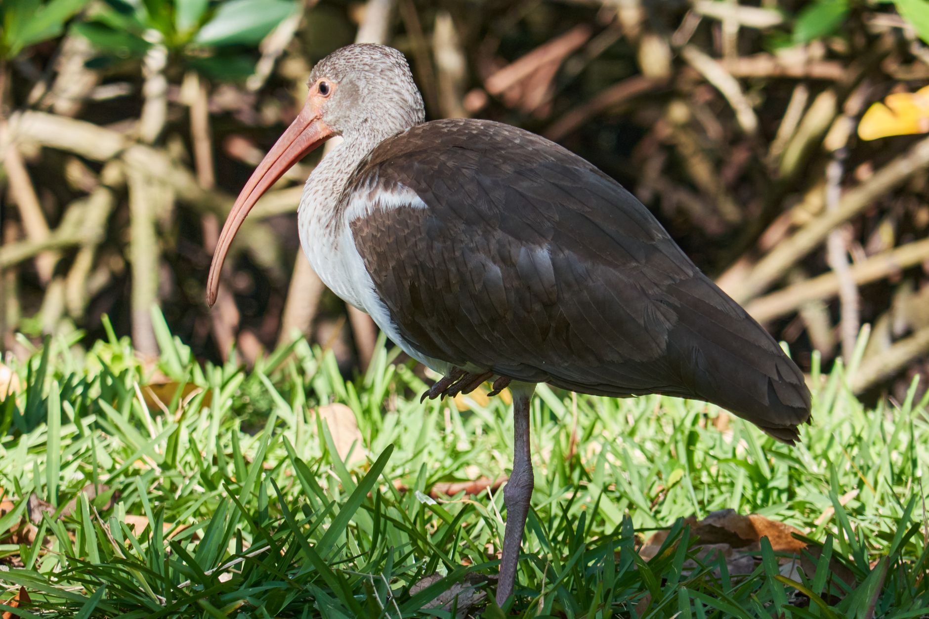Le Alpi, la barriera che gli ibis eremita devono superare