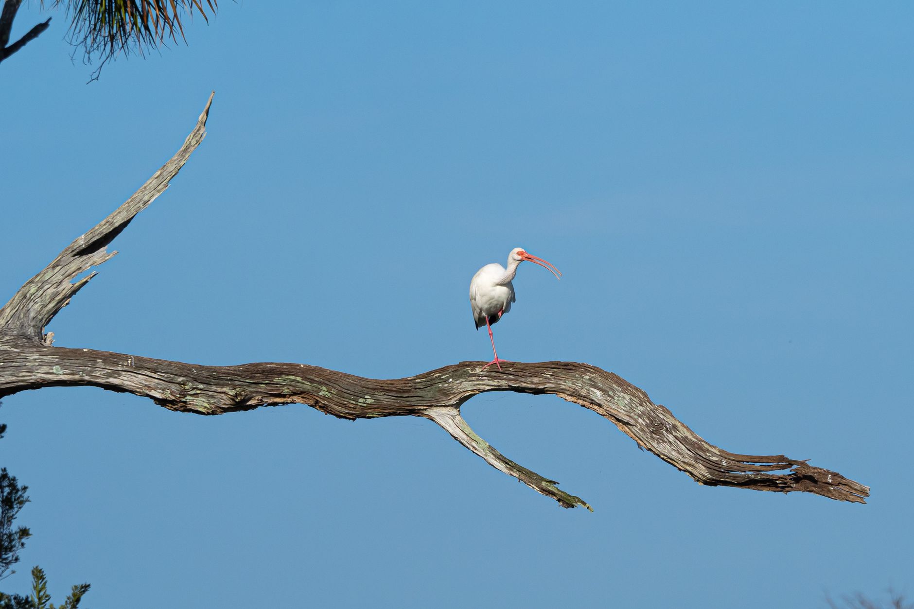 Uno stormo di uccelli migratori in volo