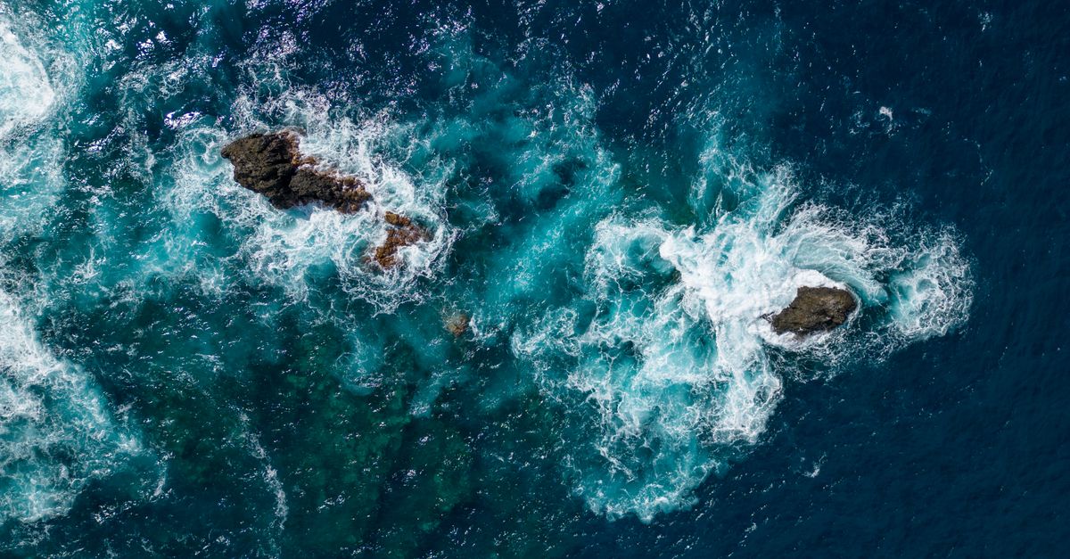 Il regaleco: il gigante degli abissi dietro i serpenti di mare - regaleco