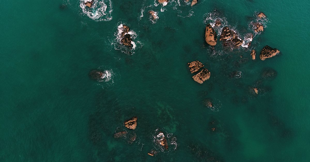 Un corpo lungo e argenteo all'origine delle leggende sui serpenti di mare.