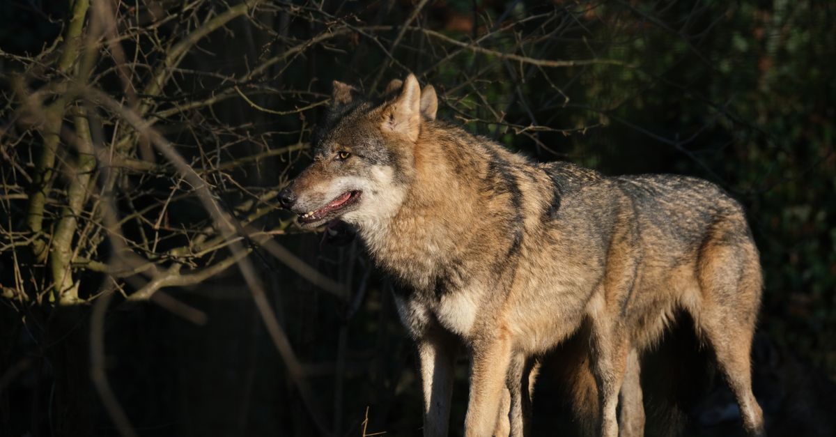 Il lupo, animale sospeso tra minaccia e simbolo di protezione.