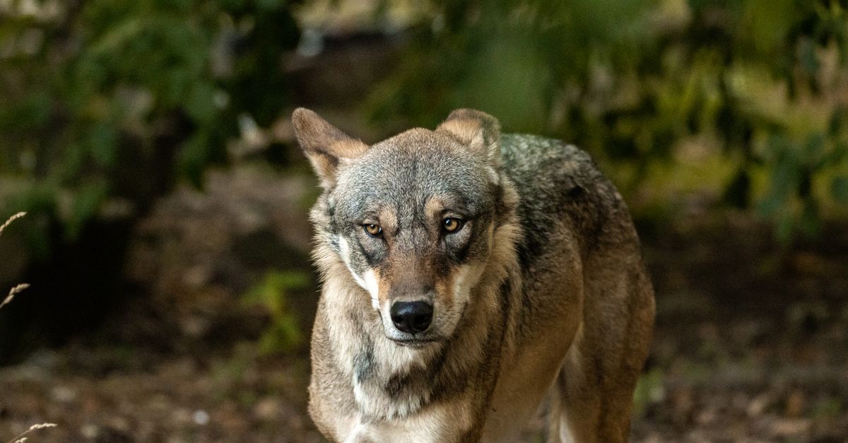 Secondo un'interpretazione, la lupa protegge i cuccioli portandoli in bocca.