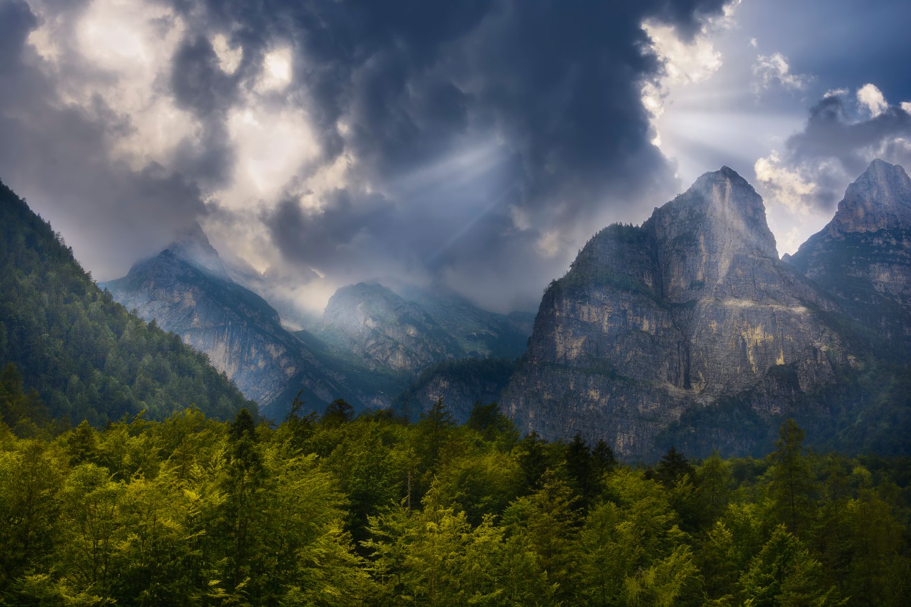 Alberi verdi di una foresta italiana in collina
