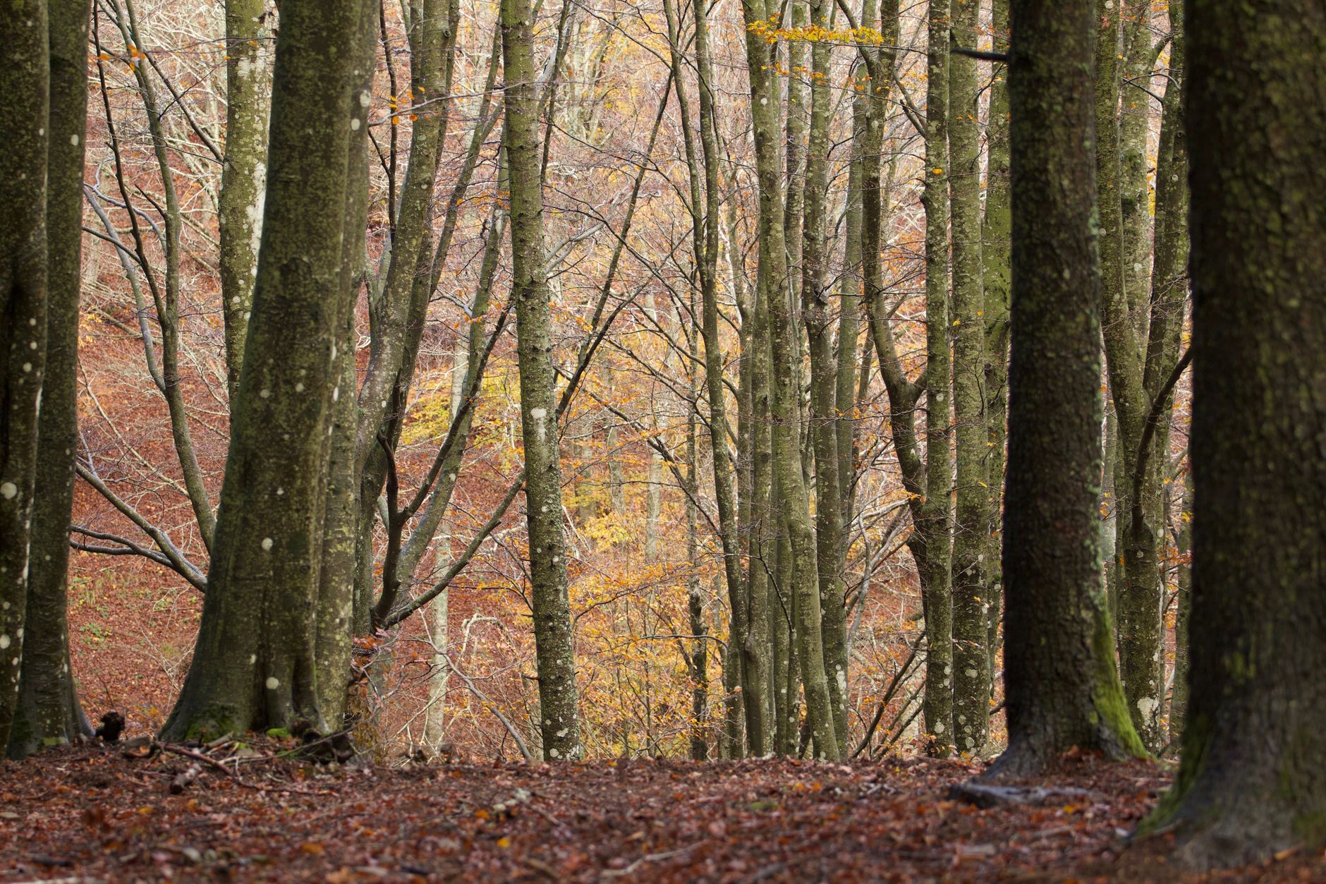 Foresta di montagna che ricopre i versanti