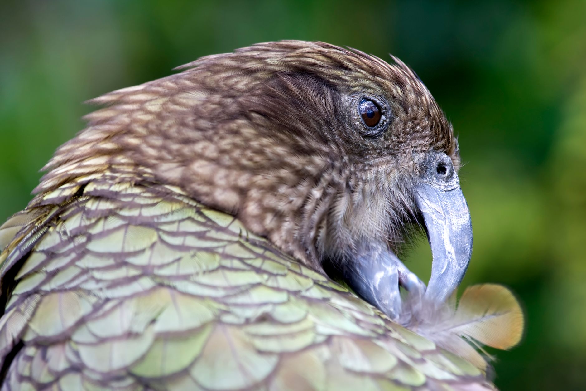 Kea, il pappagallo alpino della Nuova Zelanda (1)
