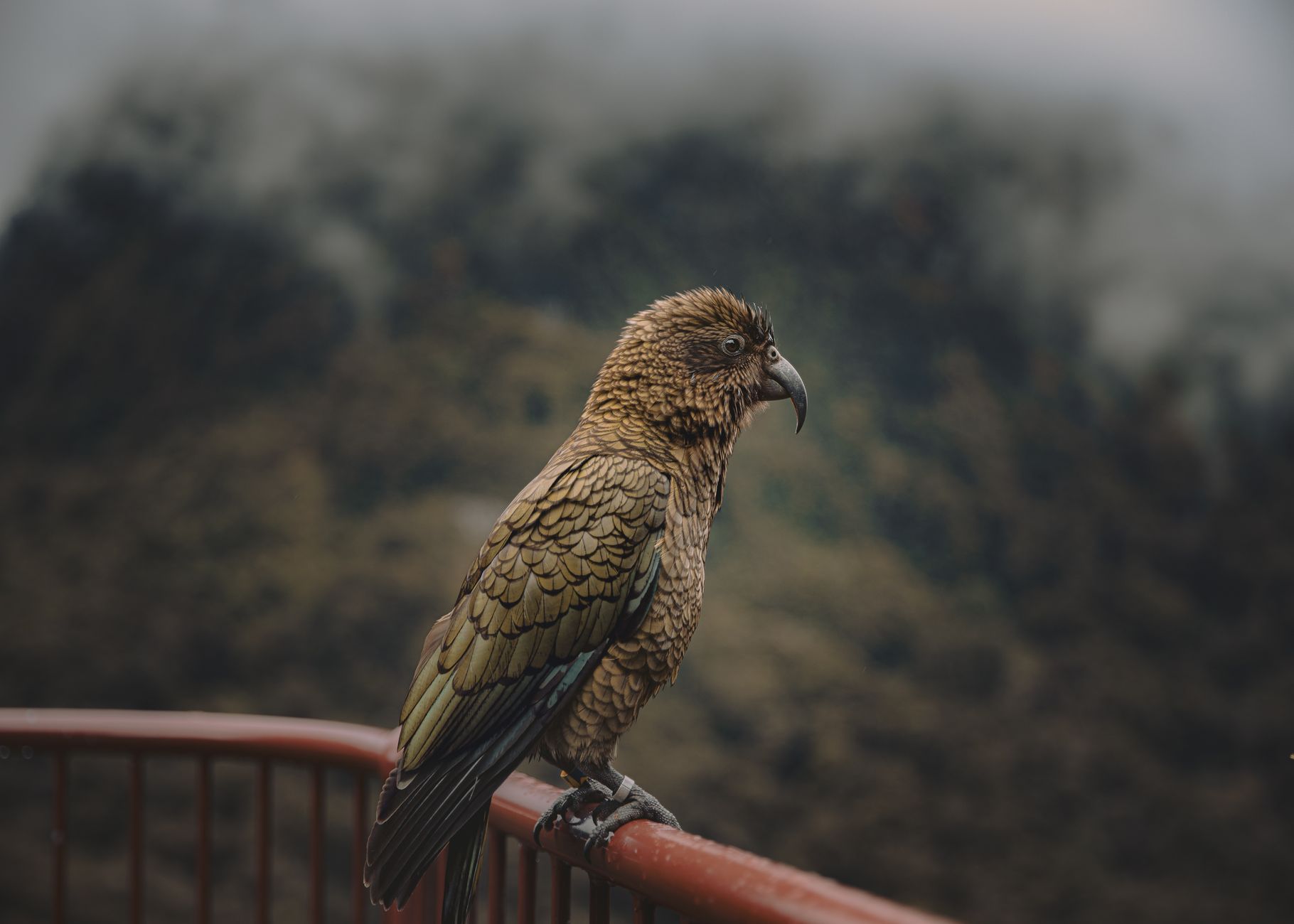Kea, il pappagallo alpino della Nuova Zelanda