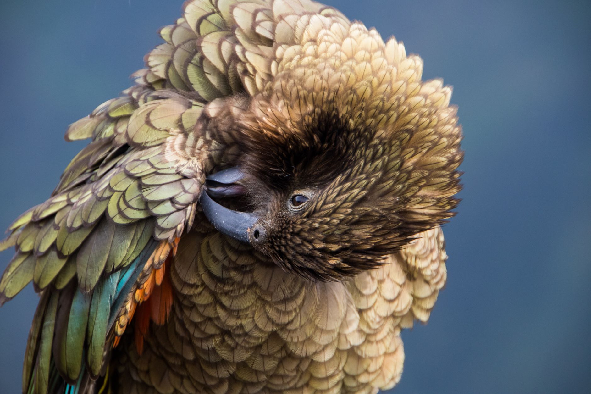 Kea, il pappagallo alpino della Nuova Zelanda