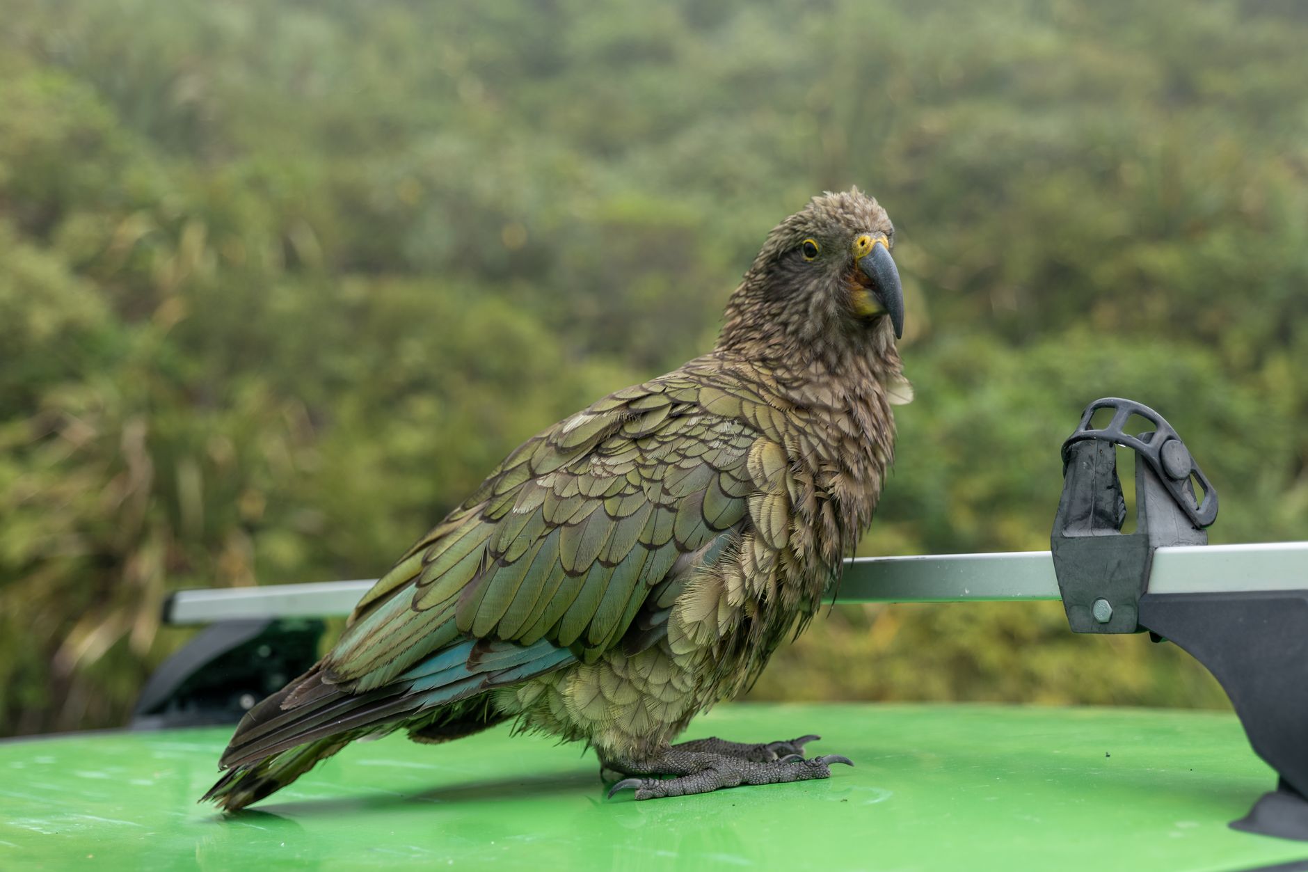 Kea, il pappagallo alpino della Nuova Zelanda