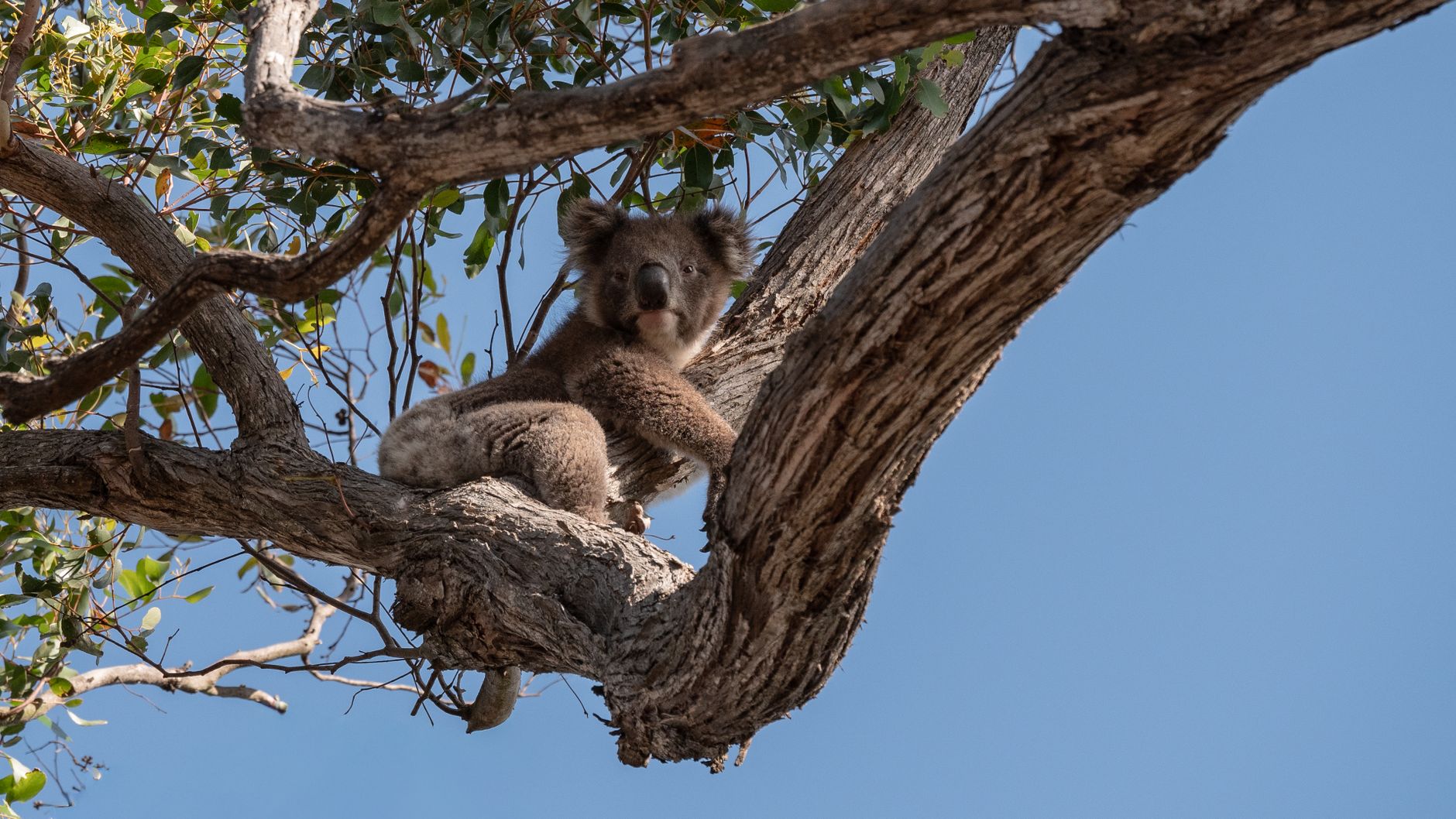 Koala appoggiato al tronco di un eucalipto