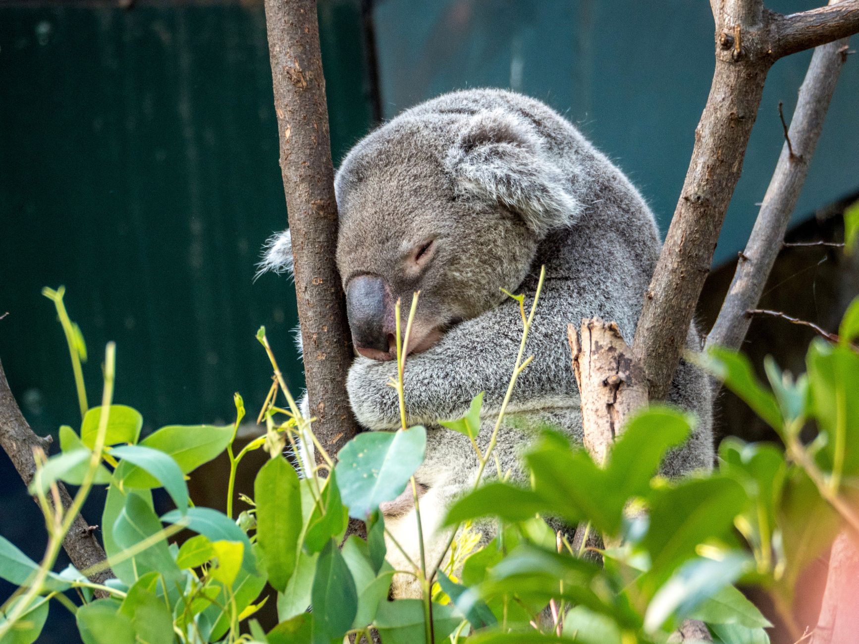 Koala tra i rami di un albero