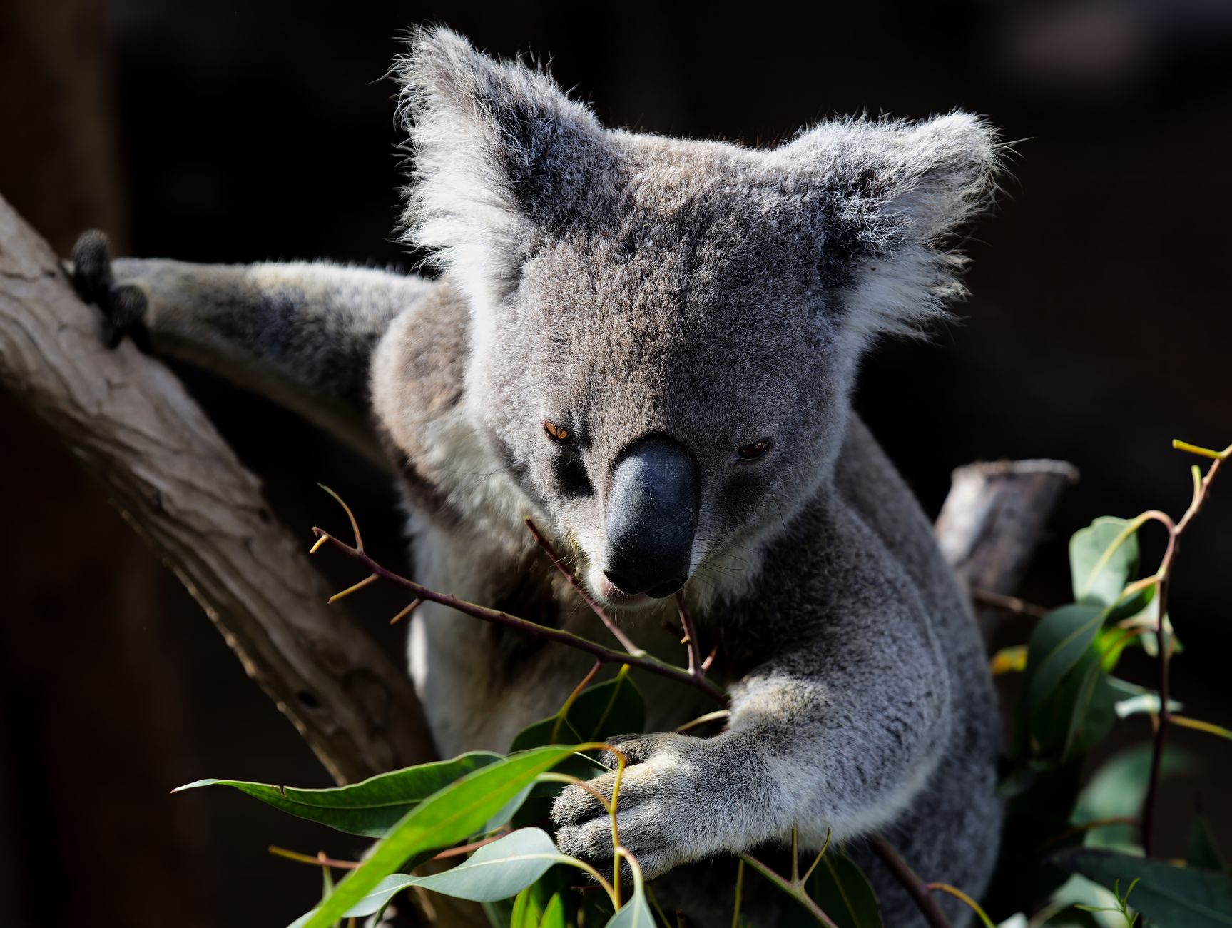 Foresta australiana di eucalipti