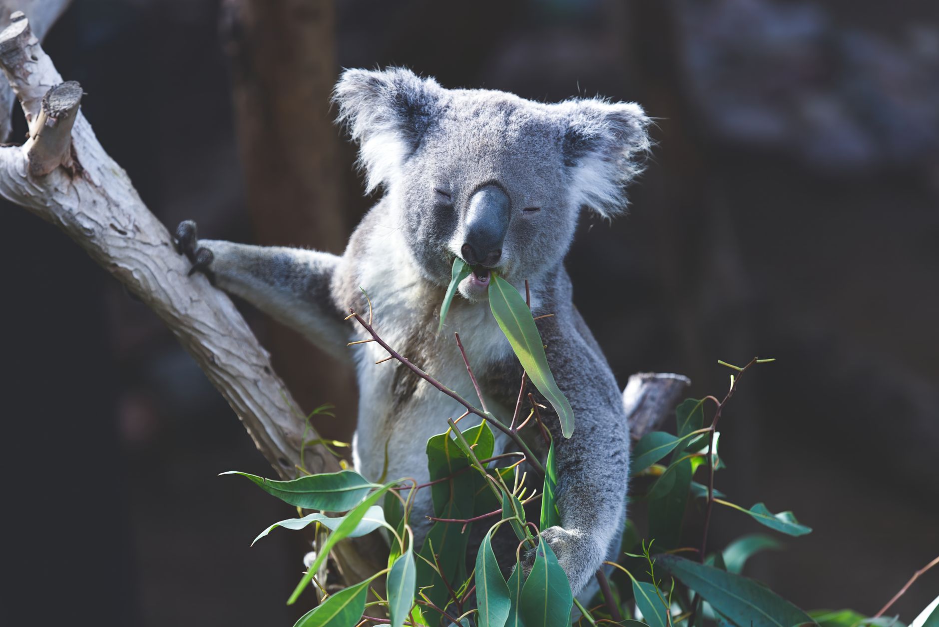 Koala che si arrampica su un albero