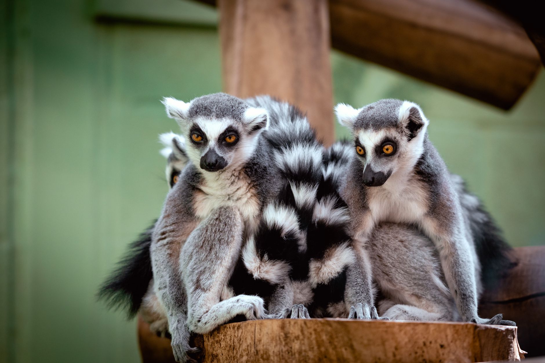 Lemure del Madagascar sugli alberi