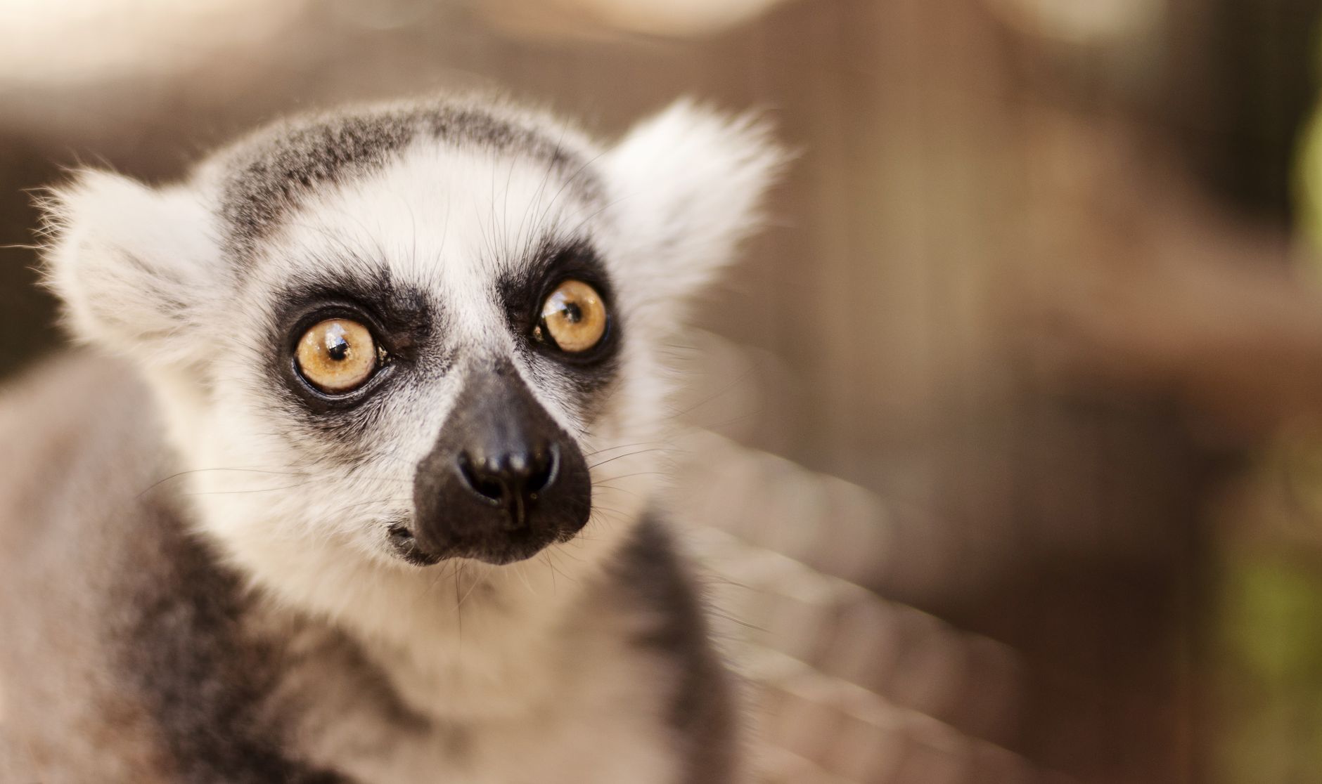 Lemure nella foresta pluviale del Madagascar