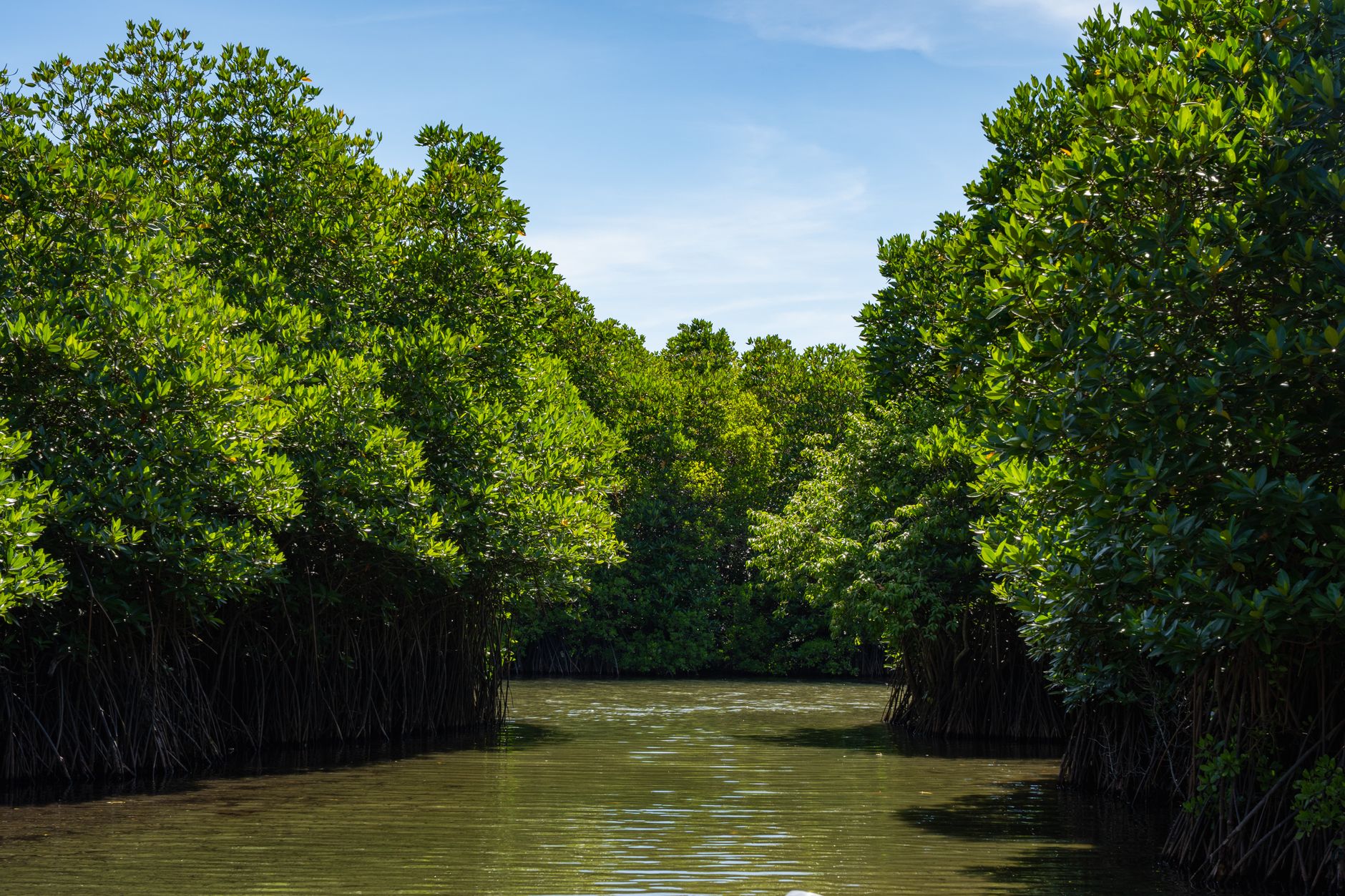 Foresta di mangrovie con radici immerse nell'acqua lungo la costa