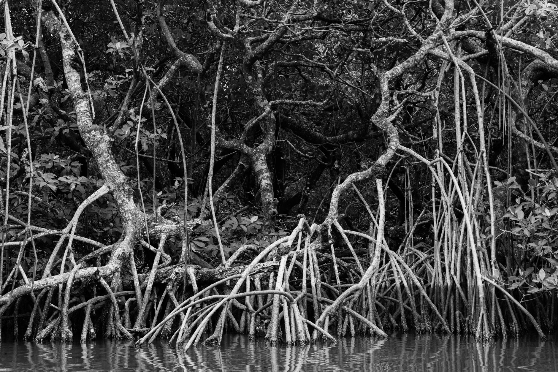Radici aeree di mangrovie che emergono dal fango di una laguna