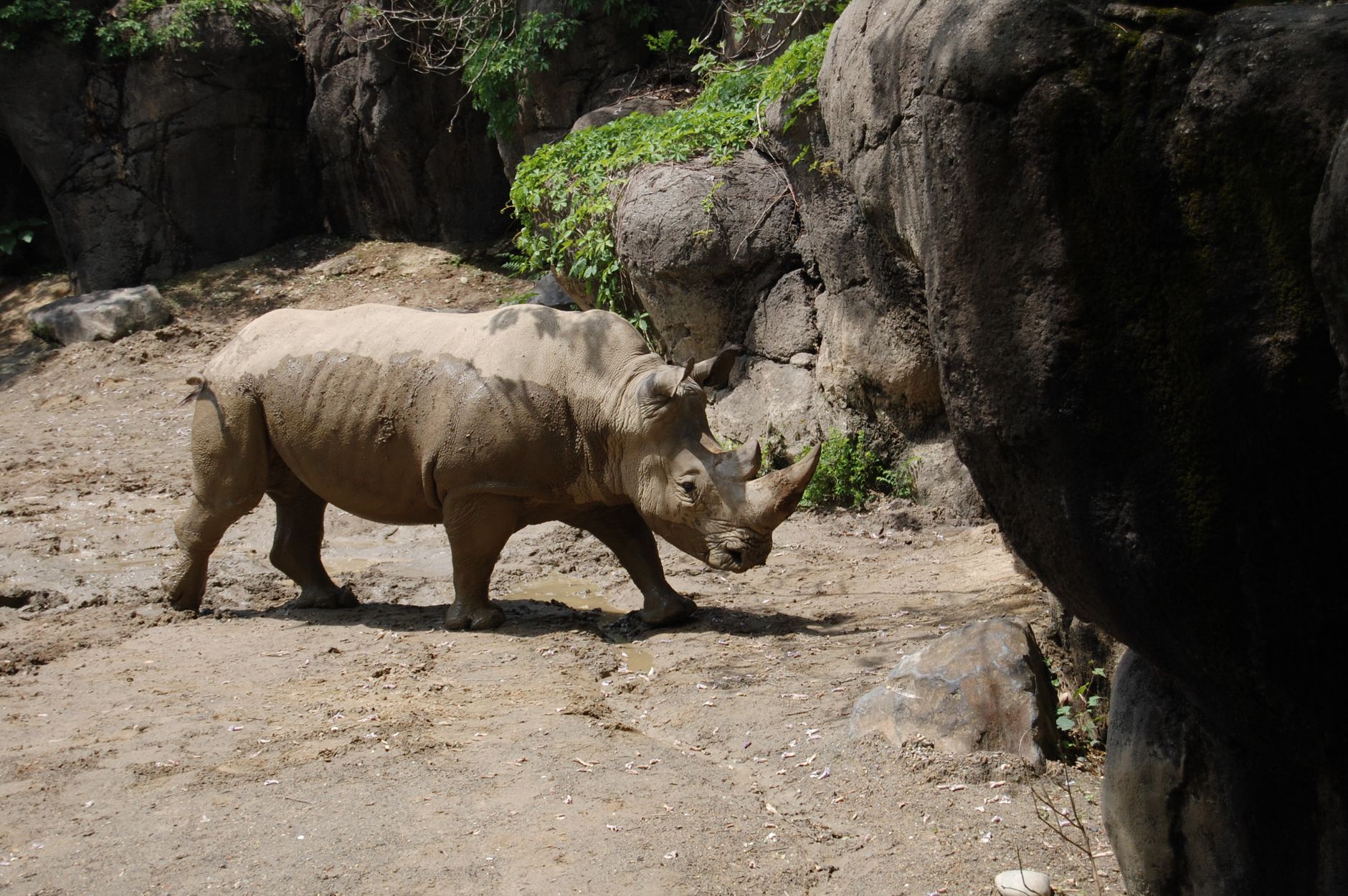 Rinoceronte fotografato da vicino nel suo habitat