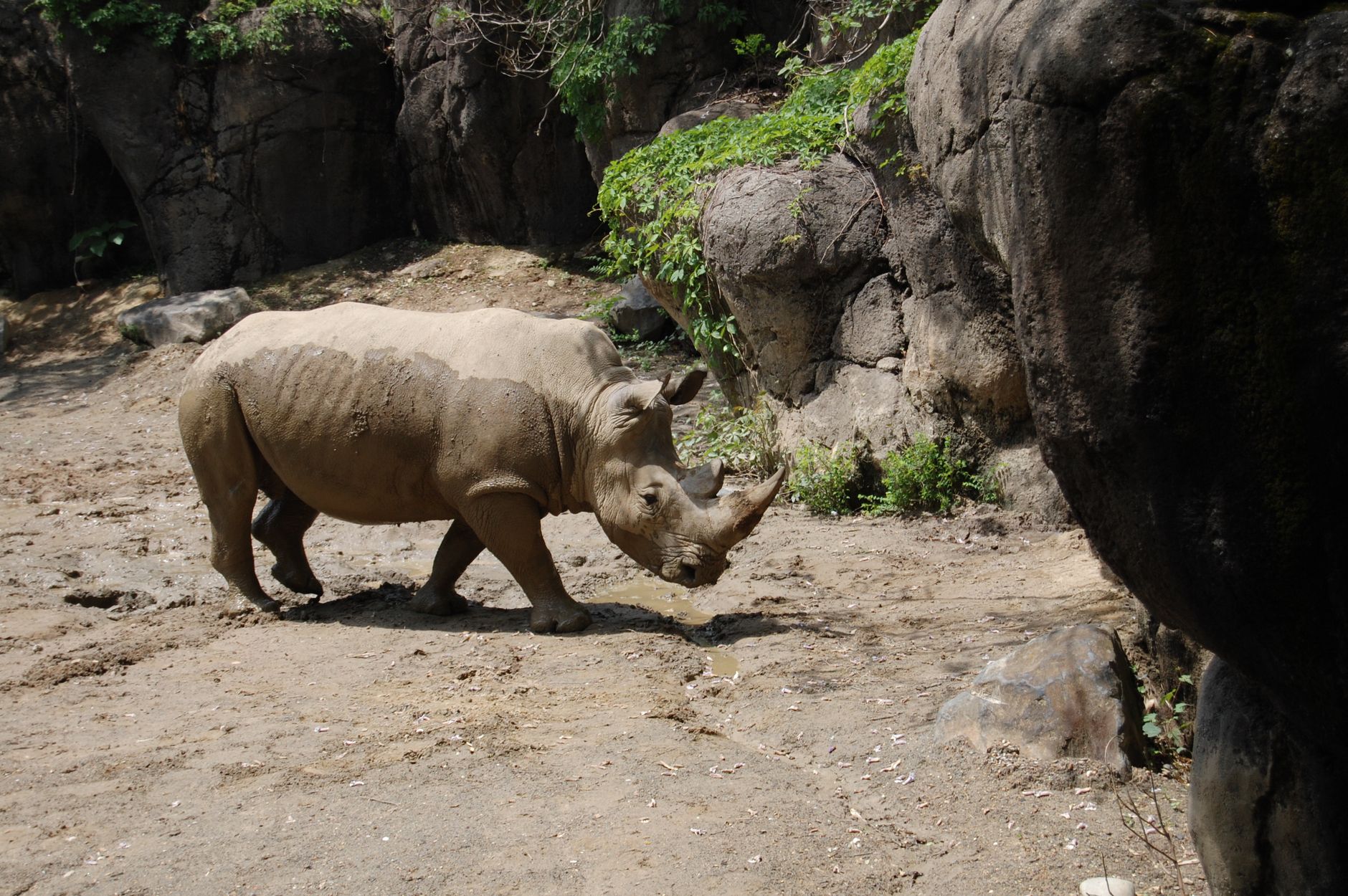 Rinoceronte in un habitat roccioso