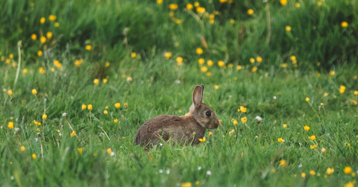 Coniglio selvatico che corre in un campo aperto
