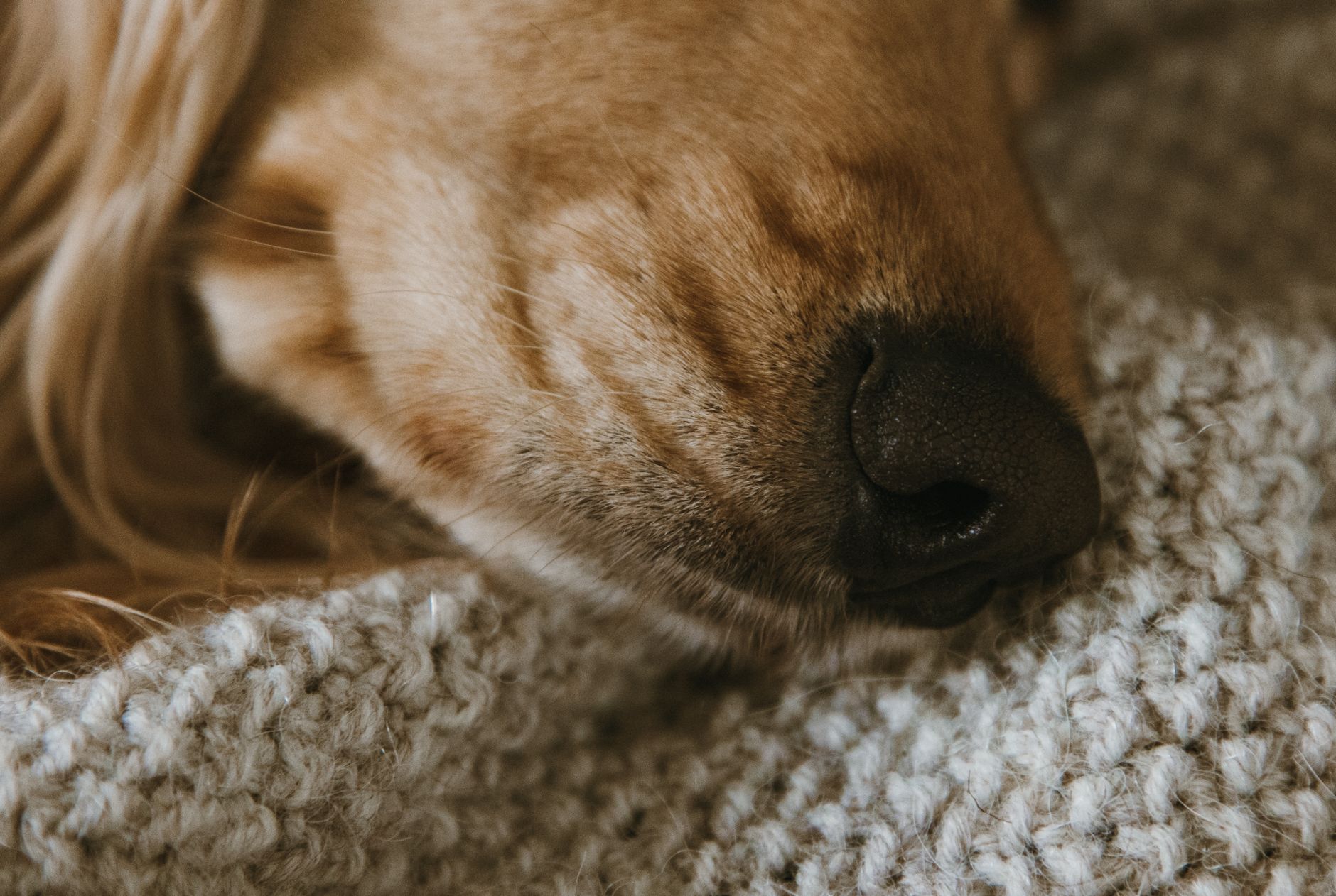 Primo piano del naso umido di un cane
