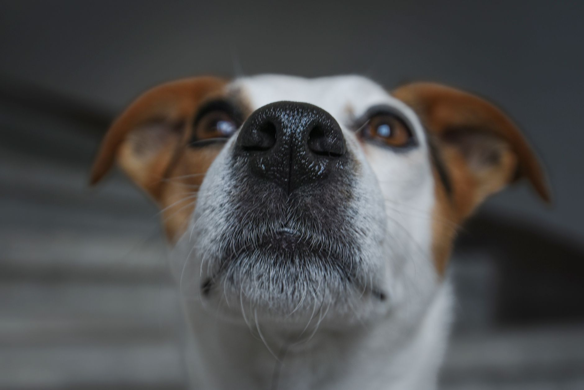 Tartufo nero di un cane visto da vicino