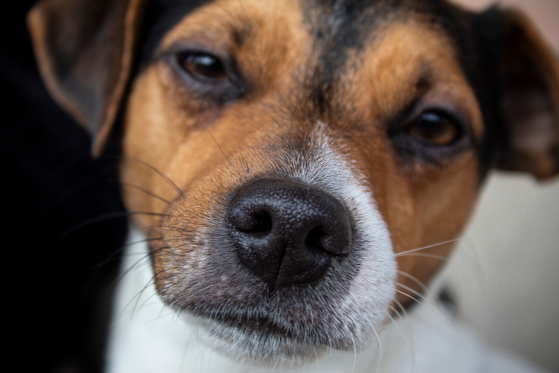 Cane che annusa con il naso in evidenza