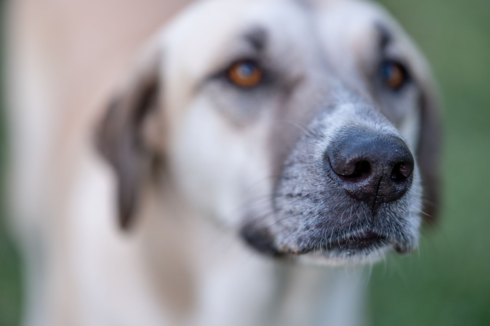 Muso di un cane con il tartufo dettagliato