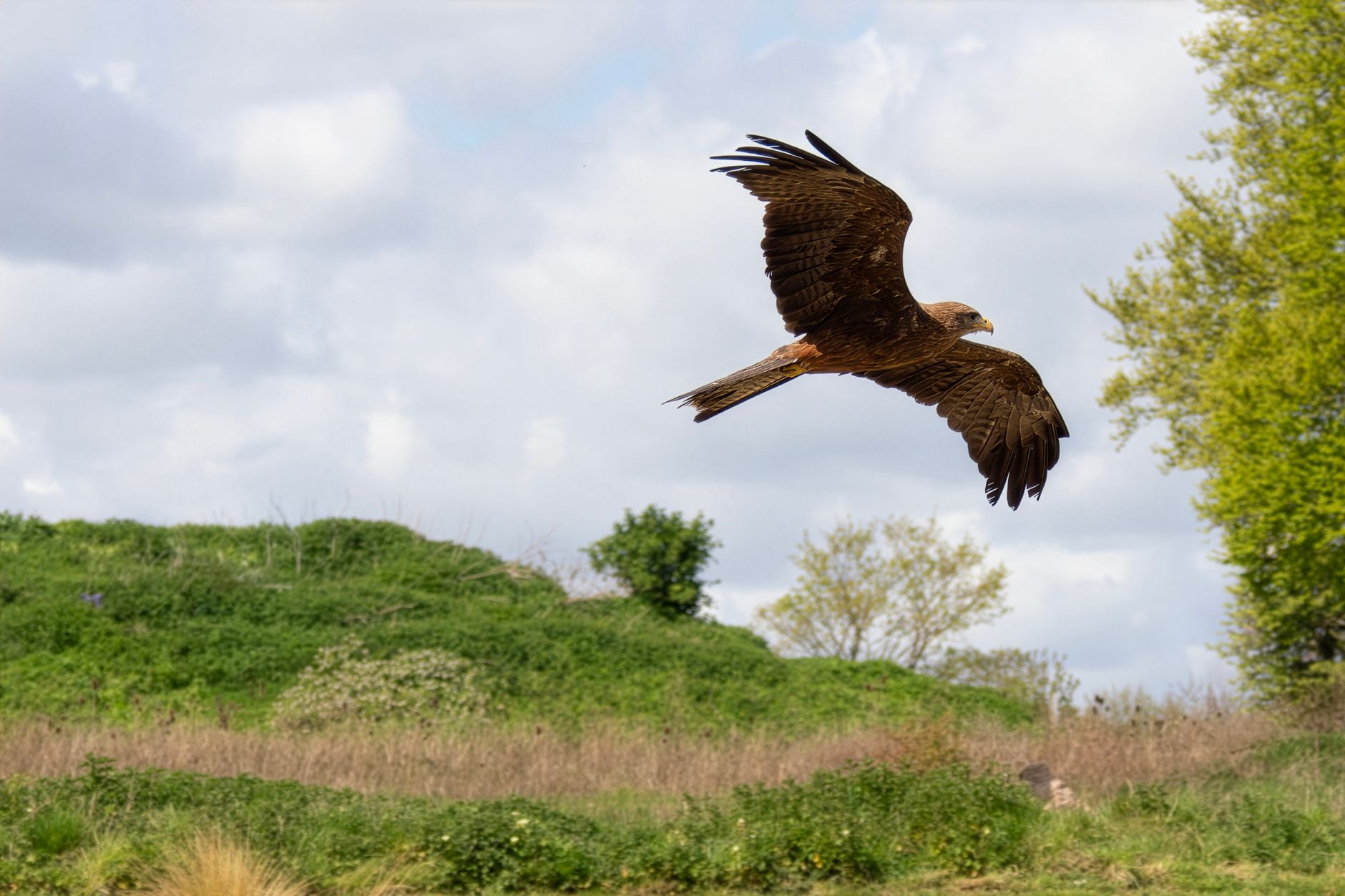 Rapace con ali spiegate che plana sopra i boschi