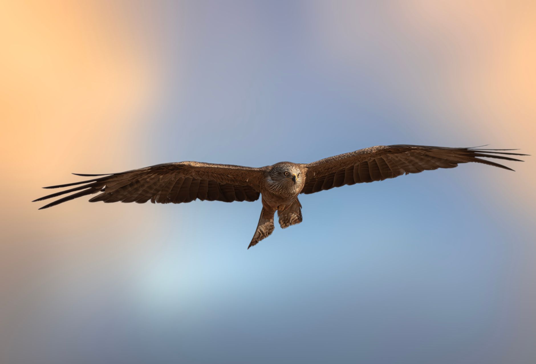 Giovane rapace su un ramo in un ambiente naturale di montagna