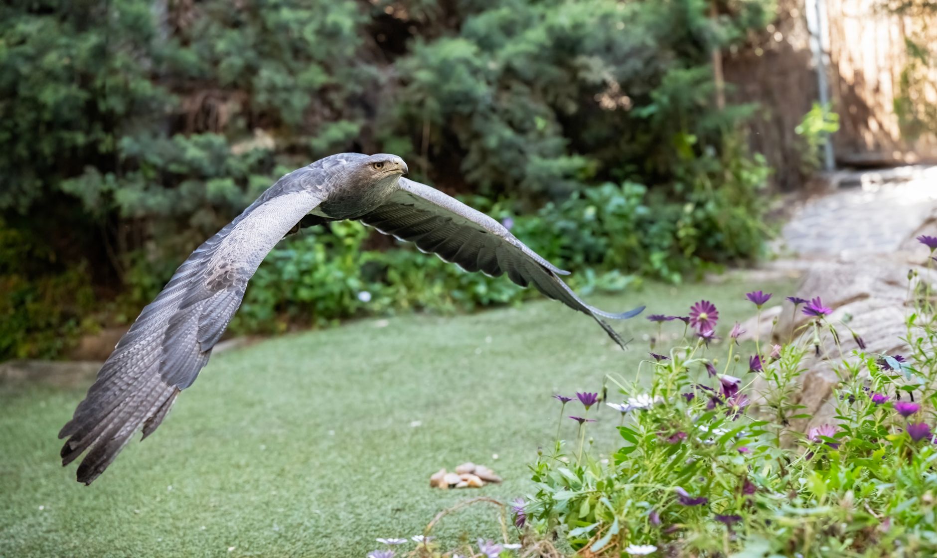 Uccello da preda che vola libero nel cielo azzurro