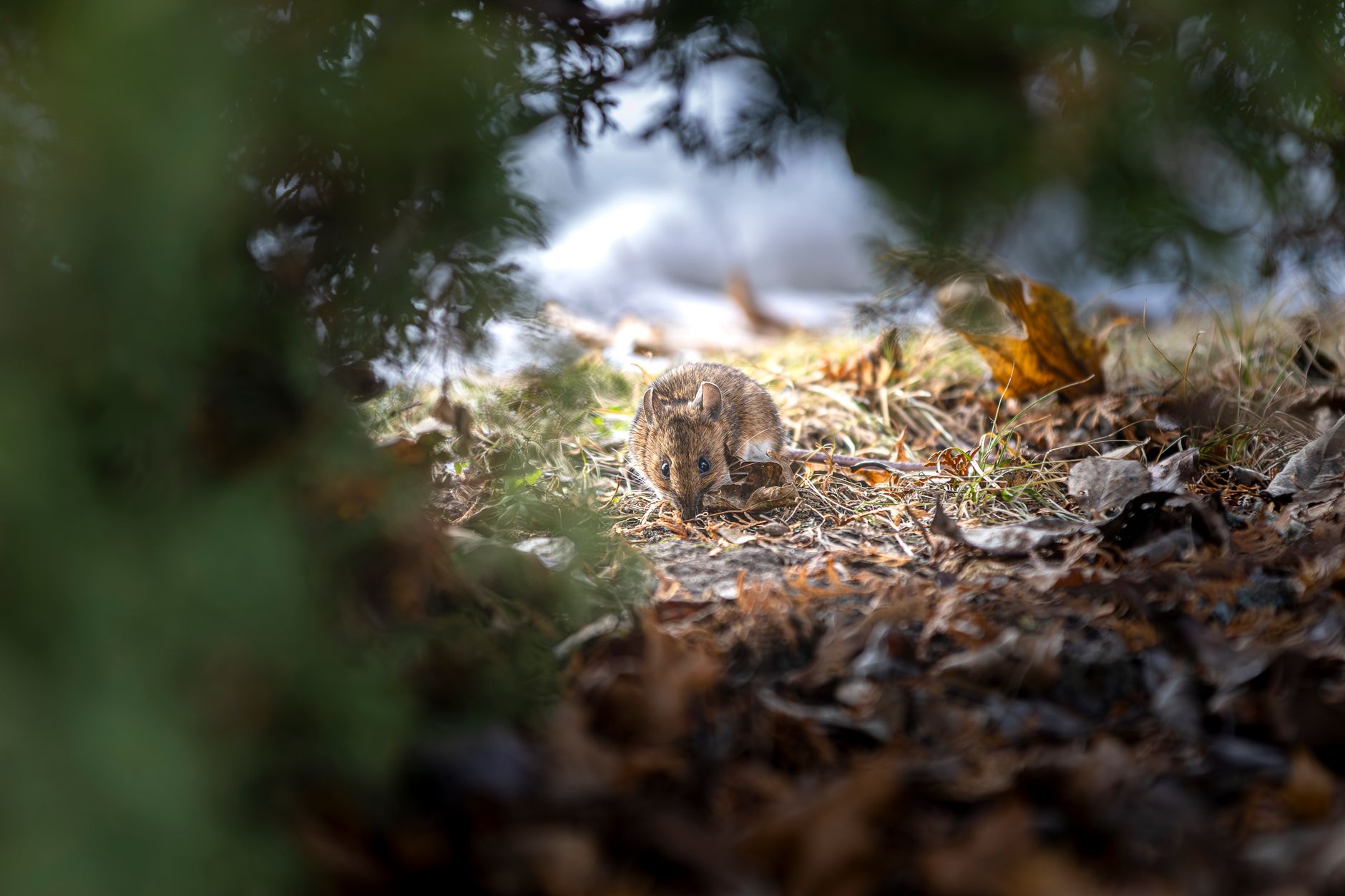 Numbat, il formichiere marsupiale australiano