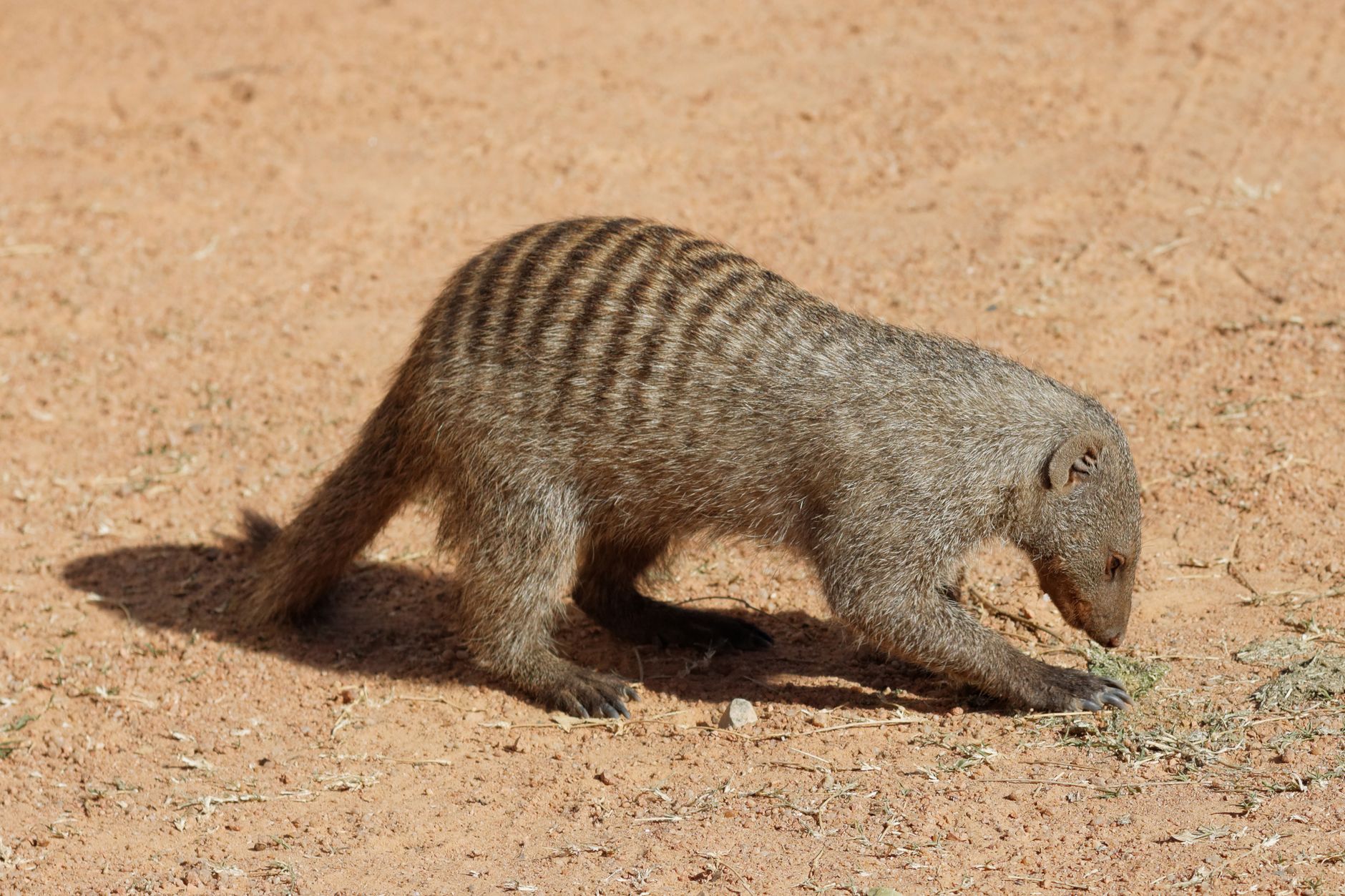 Il numbat, riconoscibile per le striature bianche sul dorso.