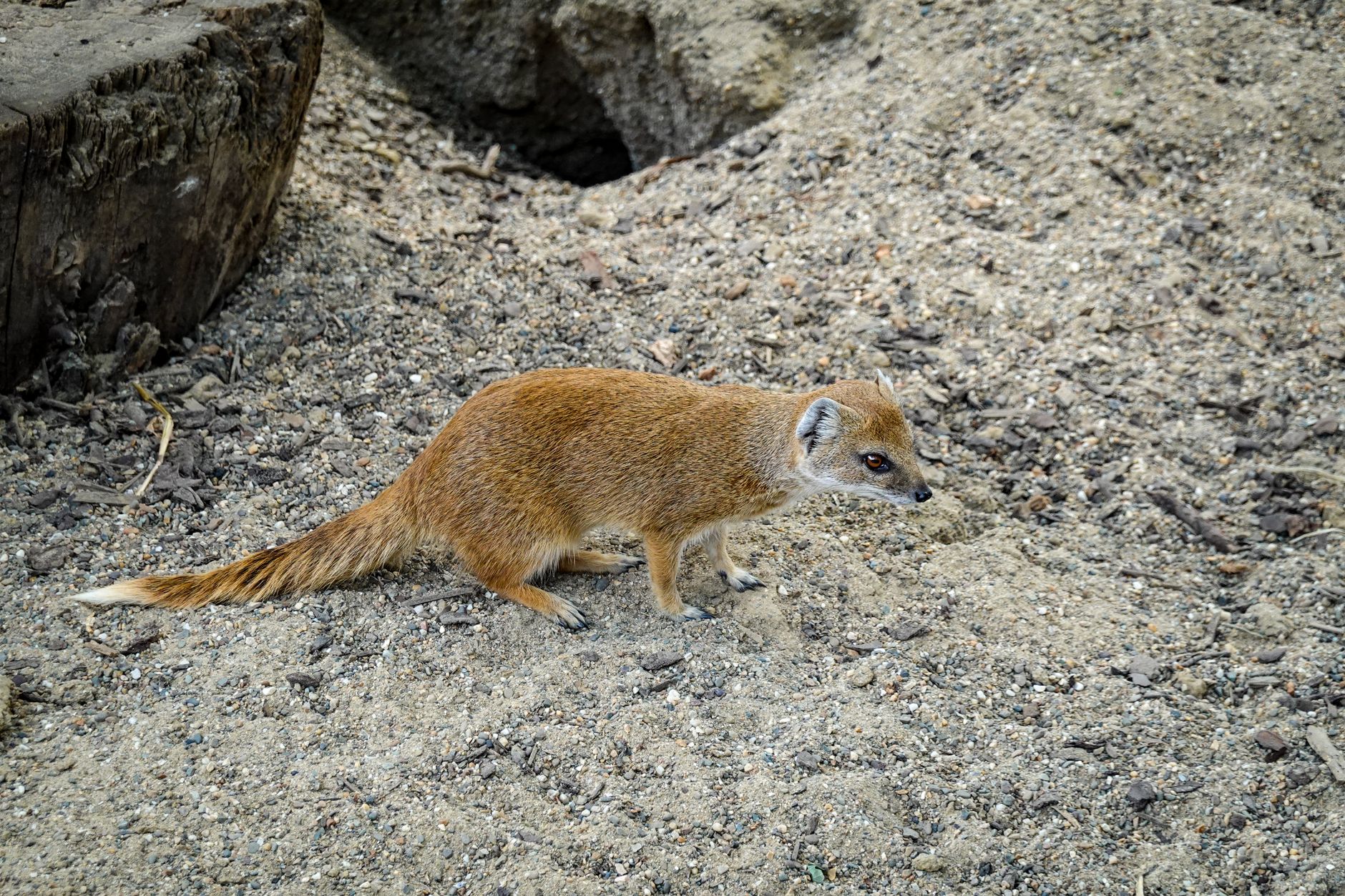 Il numbat si nutre quasi esclusivamente di termiti.