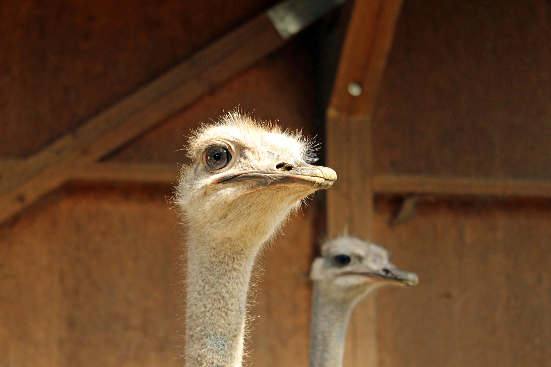 Struzzo nella savana africana che osserva l'orizzonte