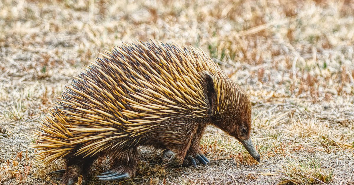 Echidna, l'altro monotremo australiano parente dell'ornitorinco