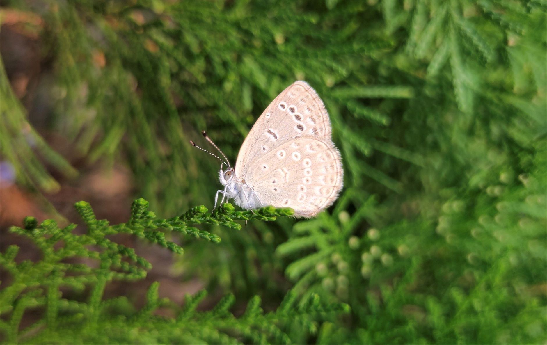Farfalla dalle ali blu iridescenti su una foglia