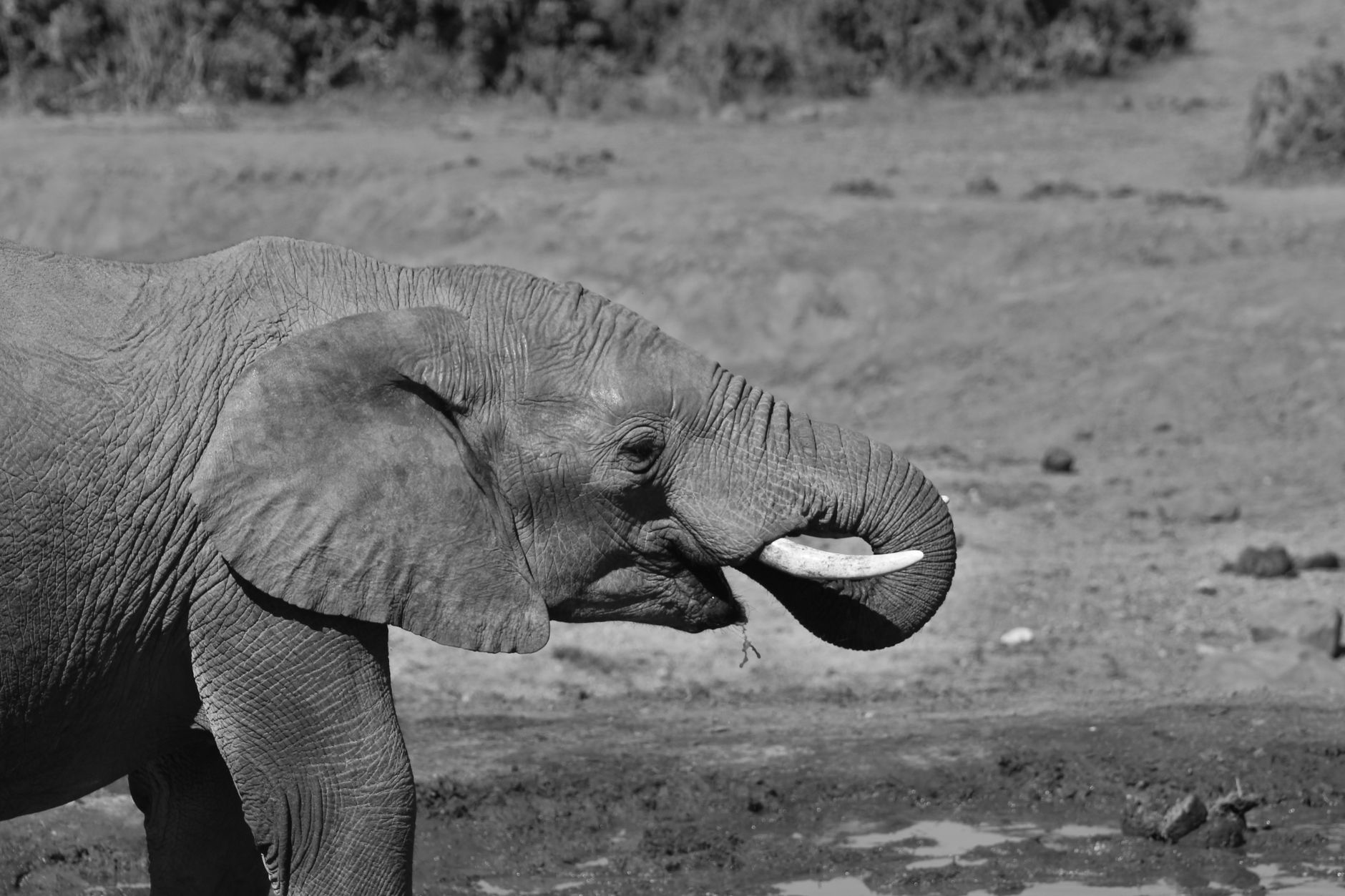 Elefante africano nella savana all'alba