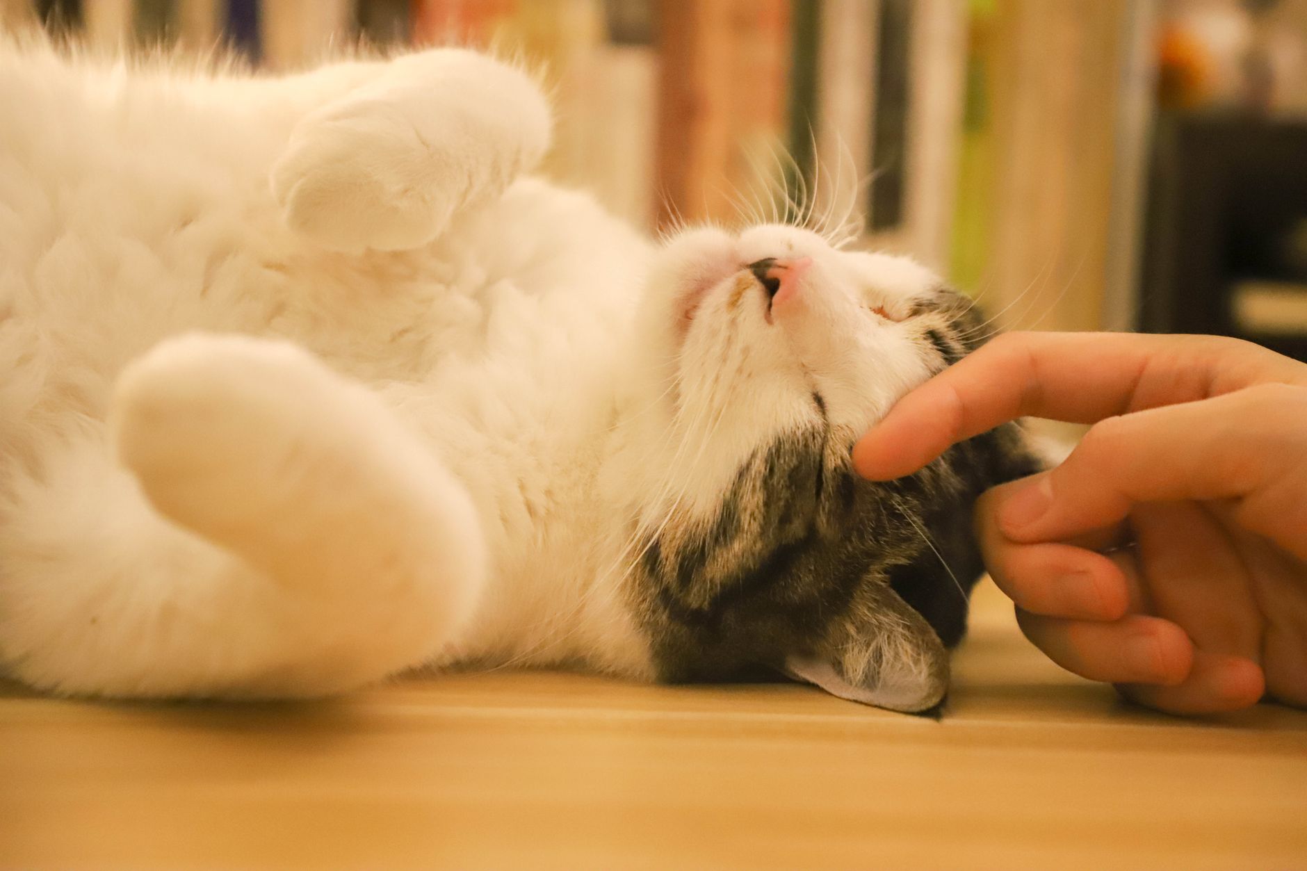Gatto rilassato che fa le fusa mentre viene accarezzato